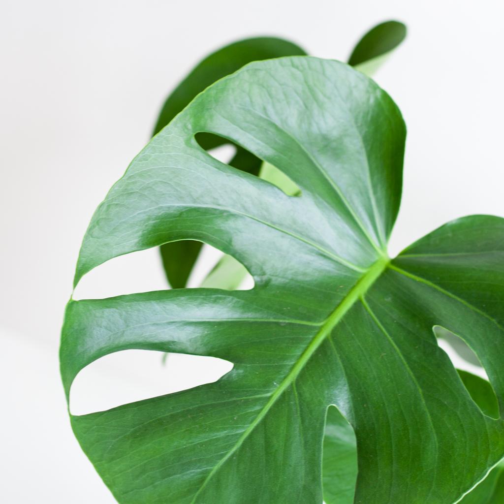 Nahaufnahme eines großen, grünen Blattes der Monstera Deliciosa mit den typischen Schlitzen.