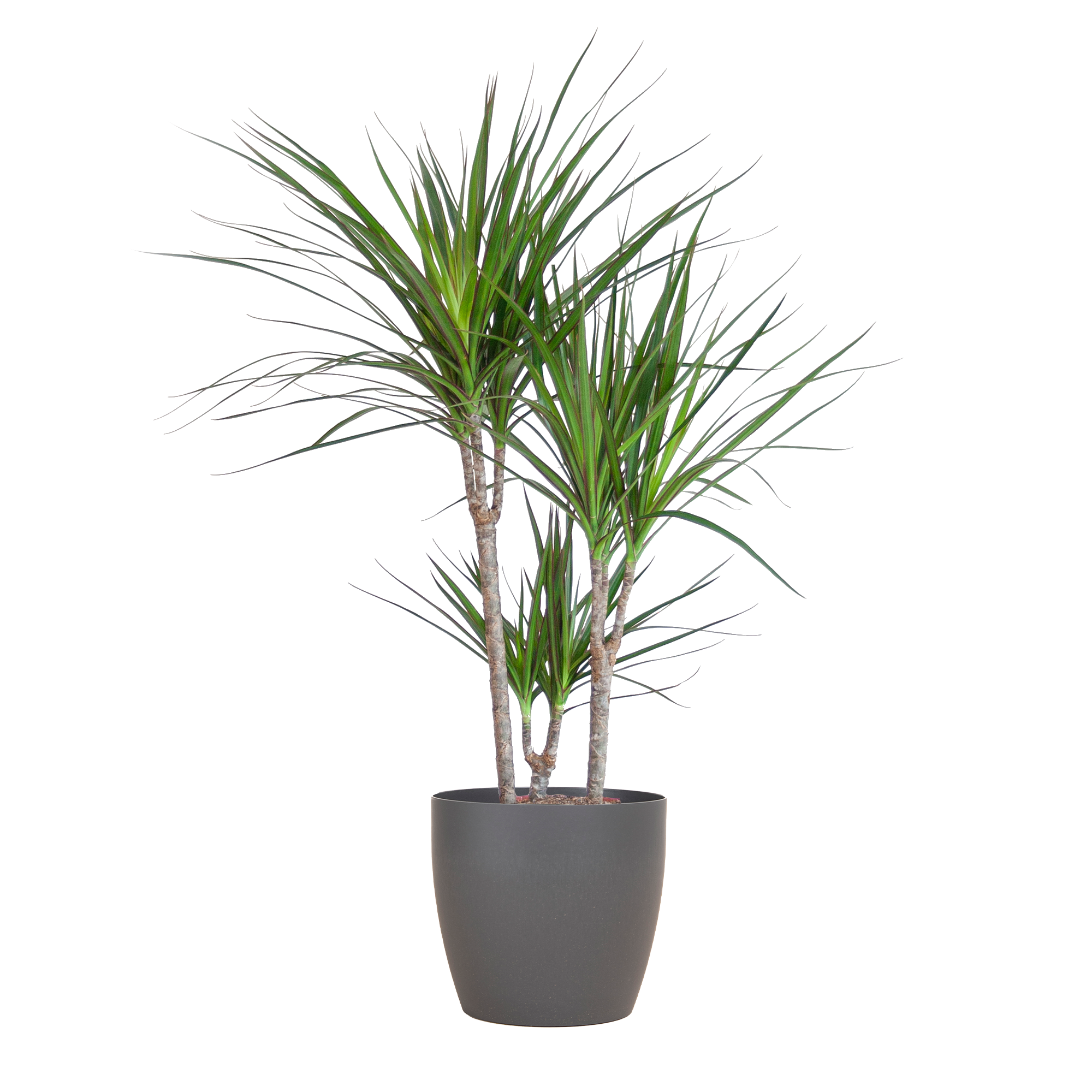 Dracaena Marginata im Design-Pflanzenkorb | 95cm