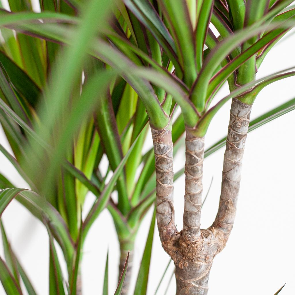 Dracaena Marginata Zimmerpflanze im schwarzen, handgeflochtenen Jute-Korb Lissabon