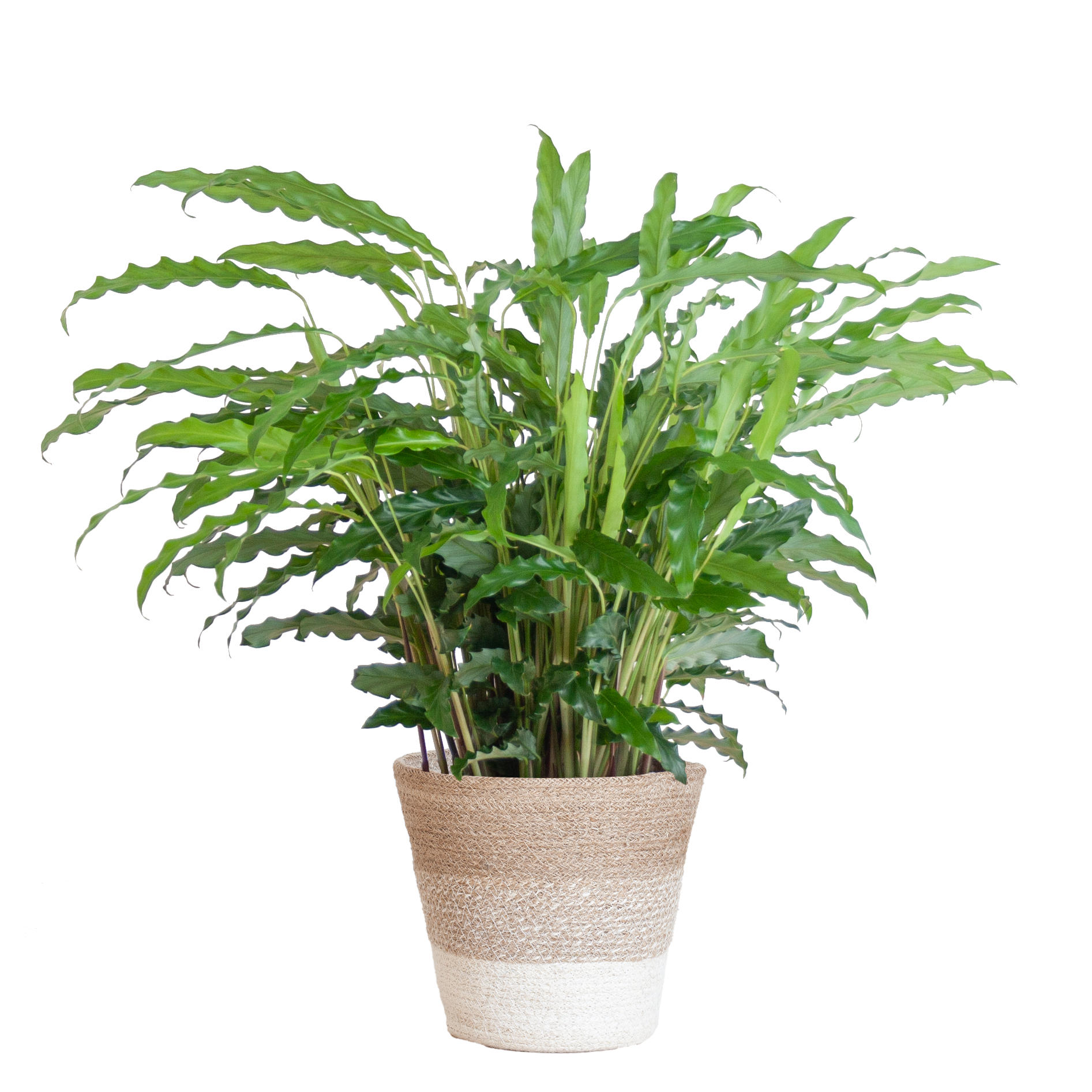 Calathea Rufibarba (Samt-Korbmarante) im Design-Korb | 55cm