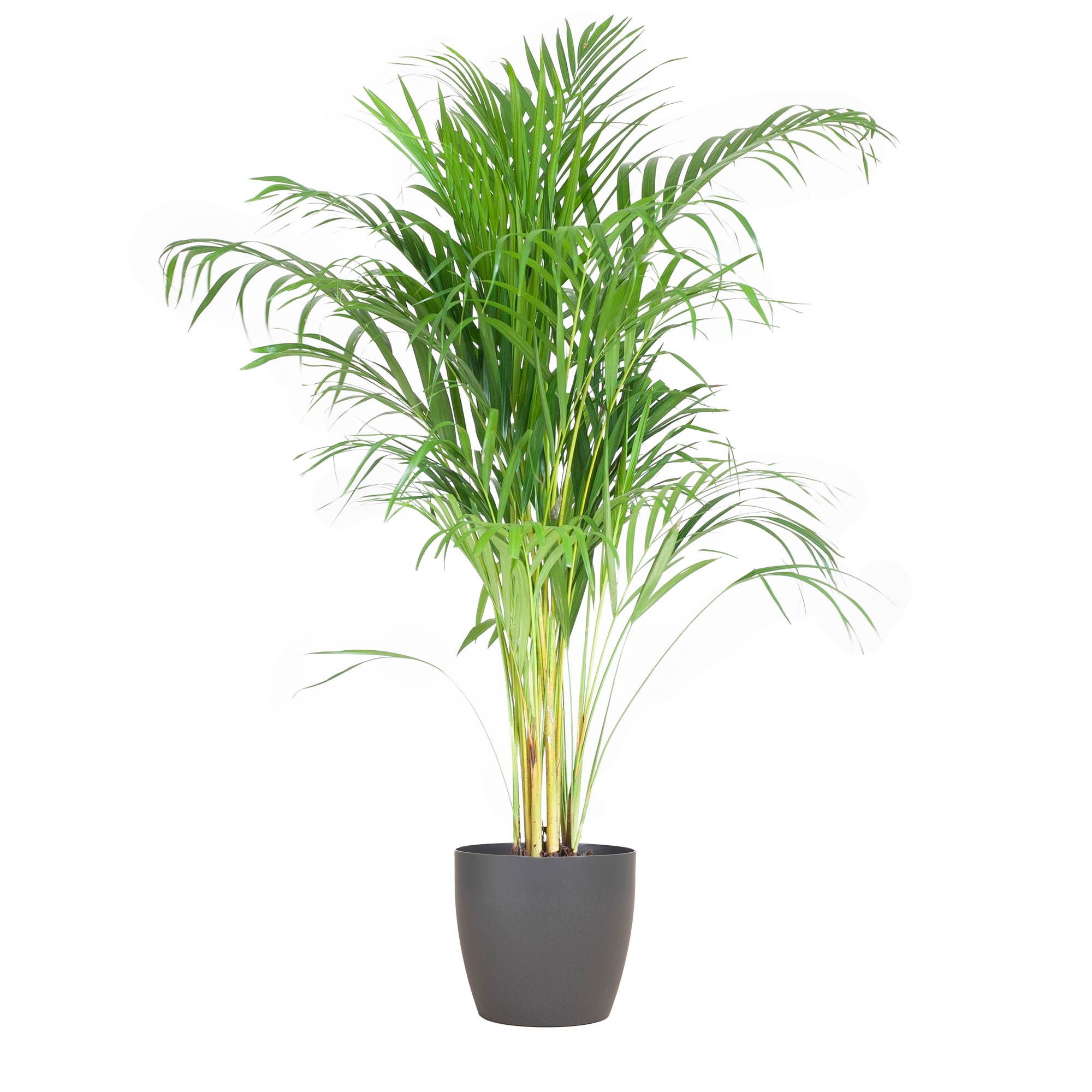 Areca Palme (Goldfruchtpalme) im Design-Korb | 100cm