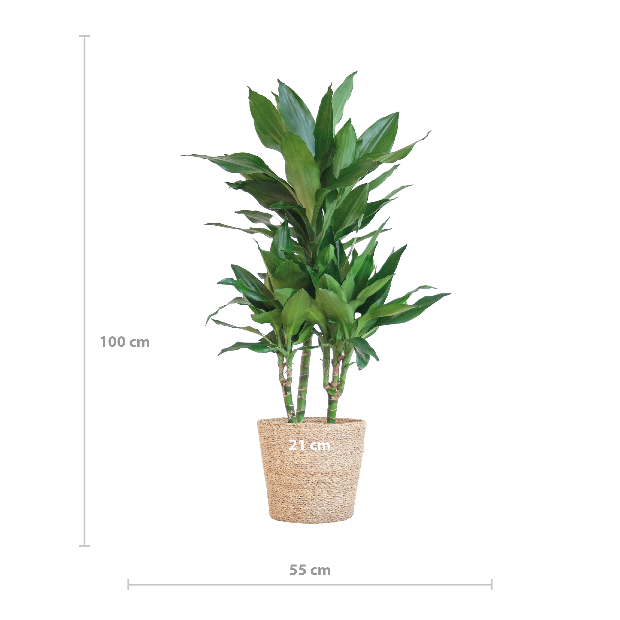 Dracaena 'Janet Lind' (Drachenbaum) im Design-Korb | 95cm