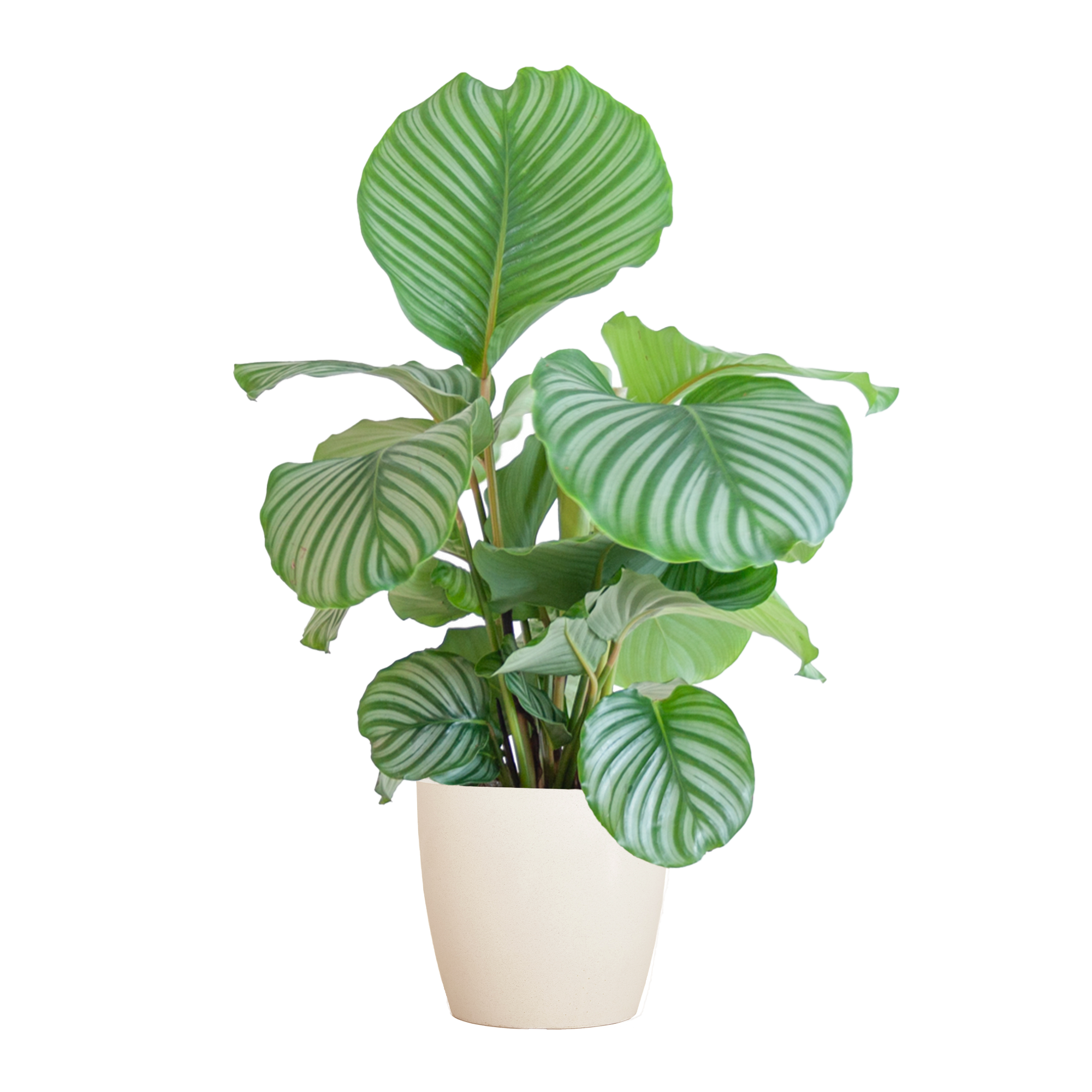 Calathea Orbifolia (Korbmarante) im Design-Korb | 65cm