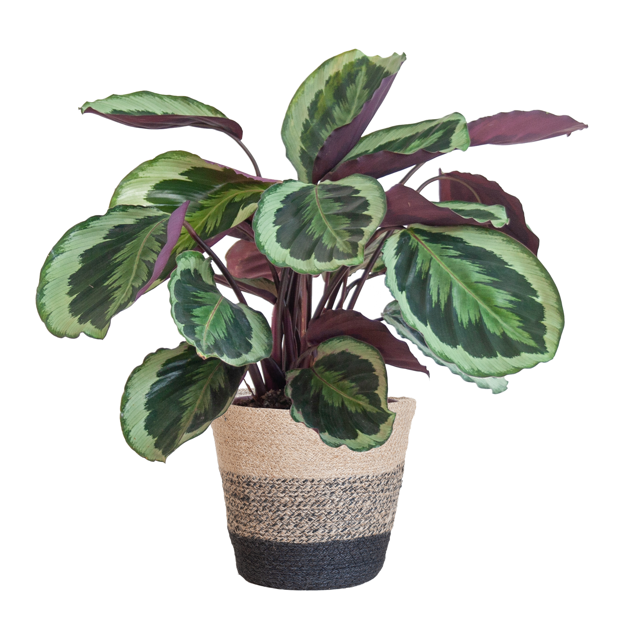 Calathea 'Medaillon' (Korbmarante) im Design-Korb | 65cm