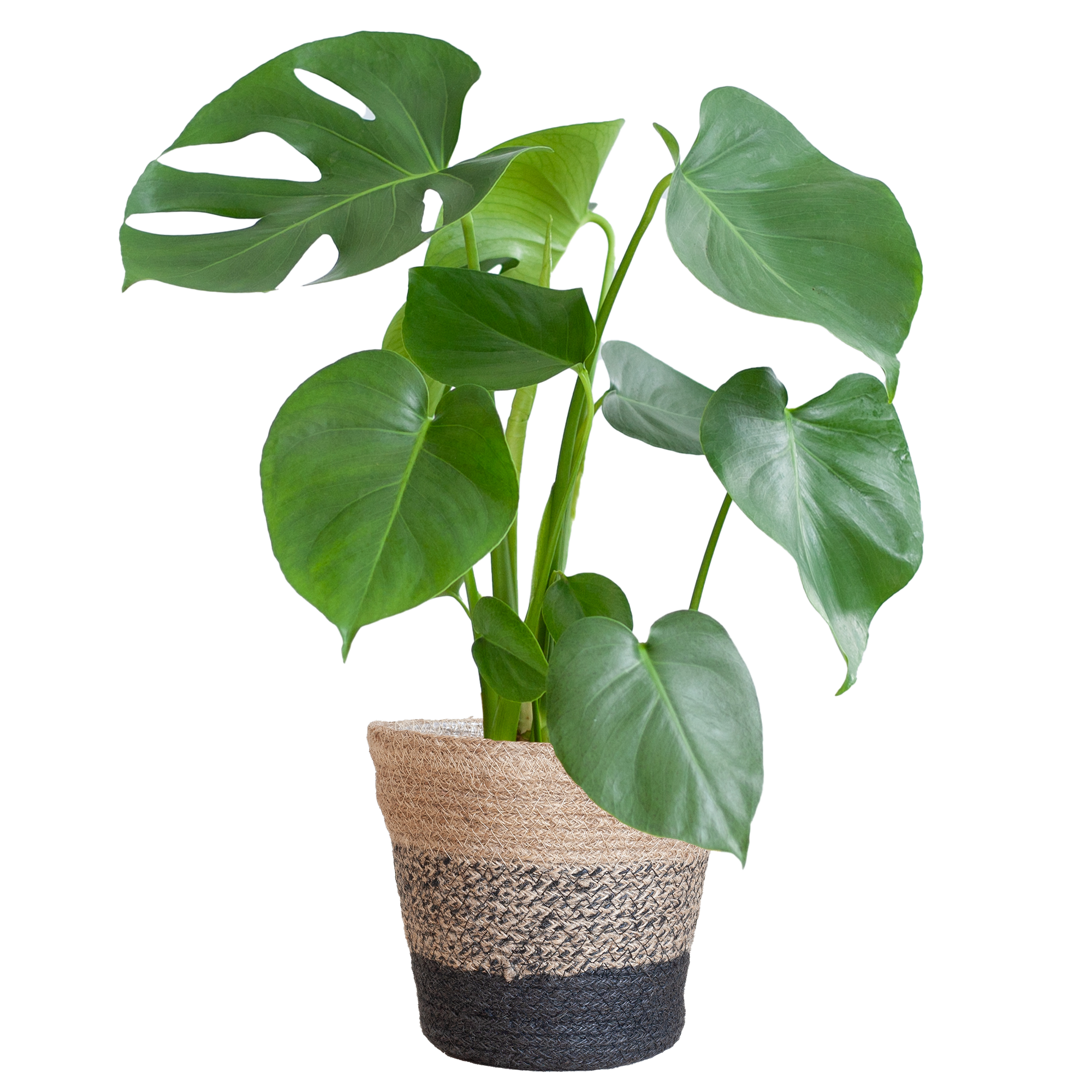 Monstera Deliciosa Pflanze, auch Fensterblatt genannt, im schwarzen Jute-Pflanzenkorb Lissabon.