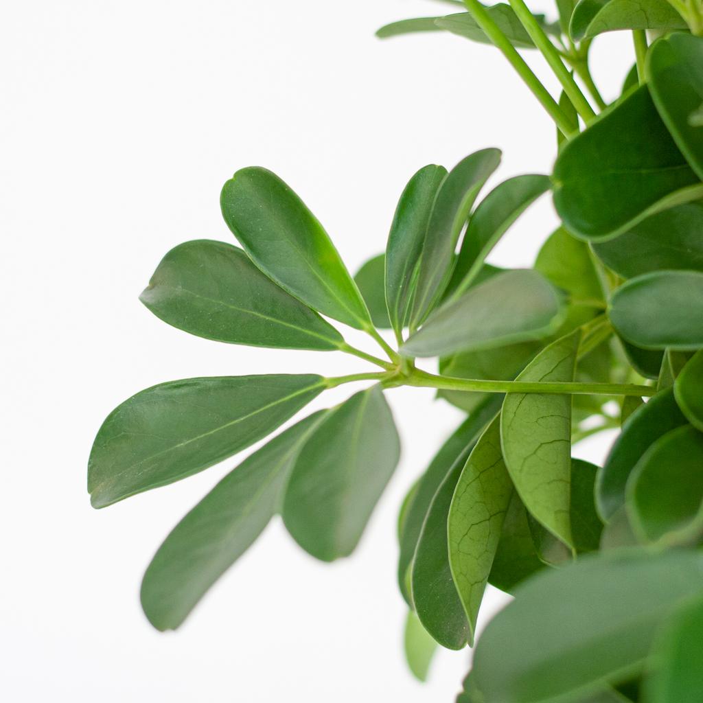 Nahaufnahme der handförmigen, grünen Blätter der Schefflera arboricola Nora.