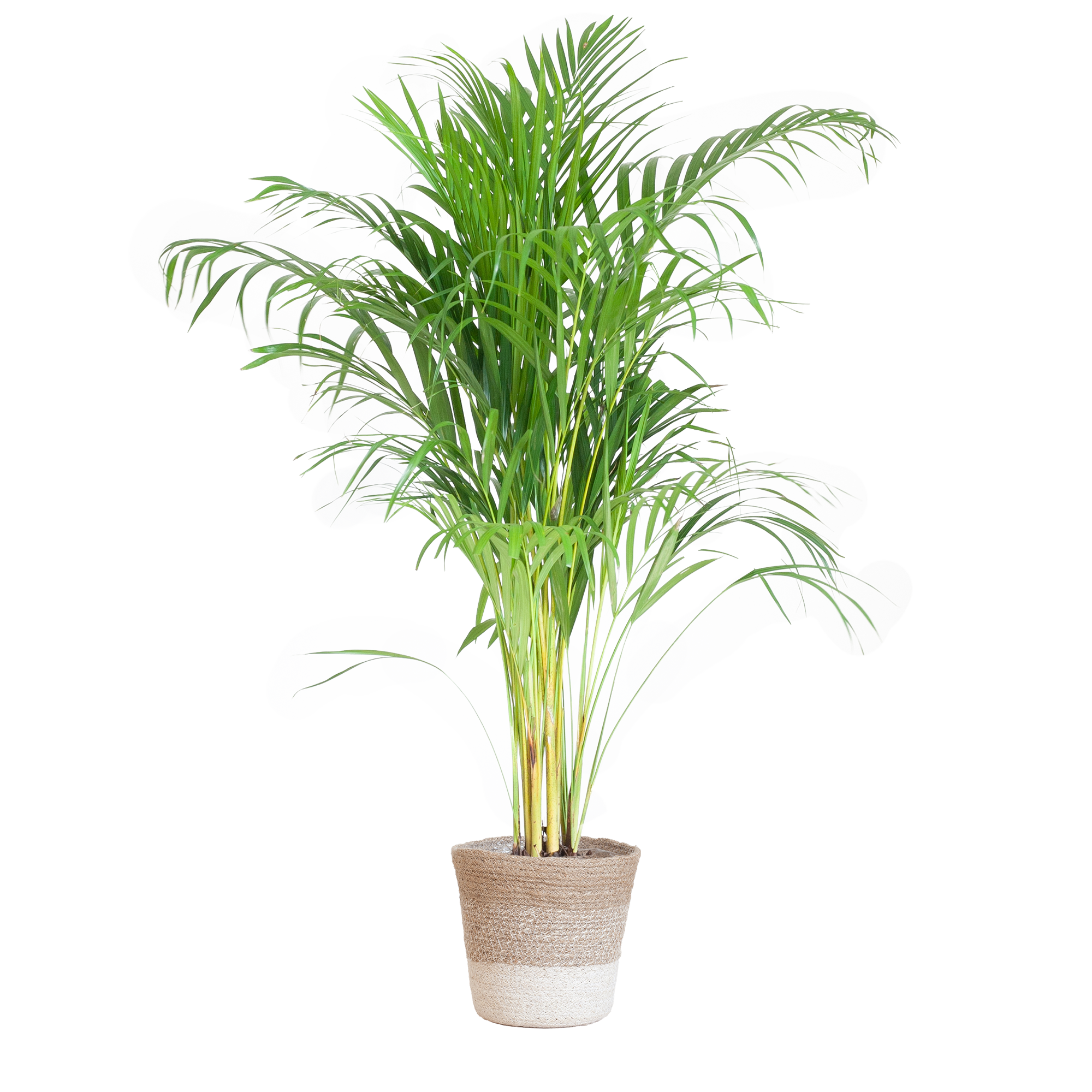 Areca Palme (Goldfruchtpalme) im Design-Korb | 100cm