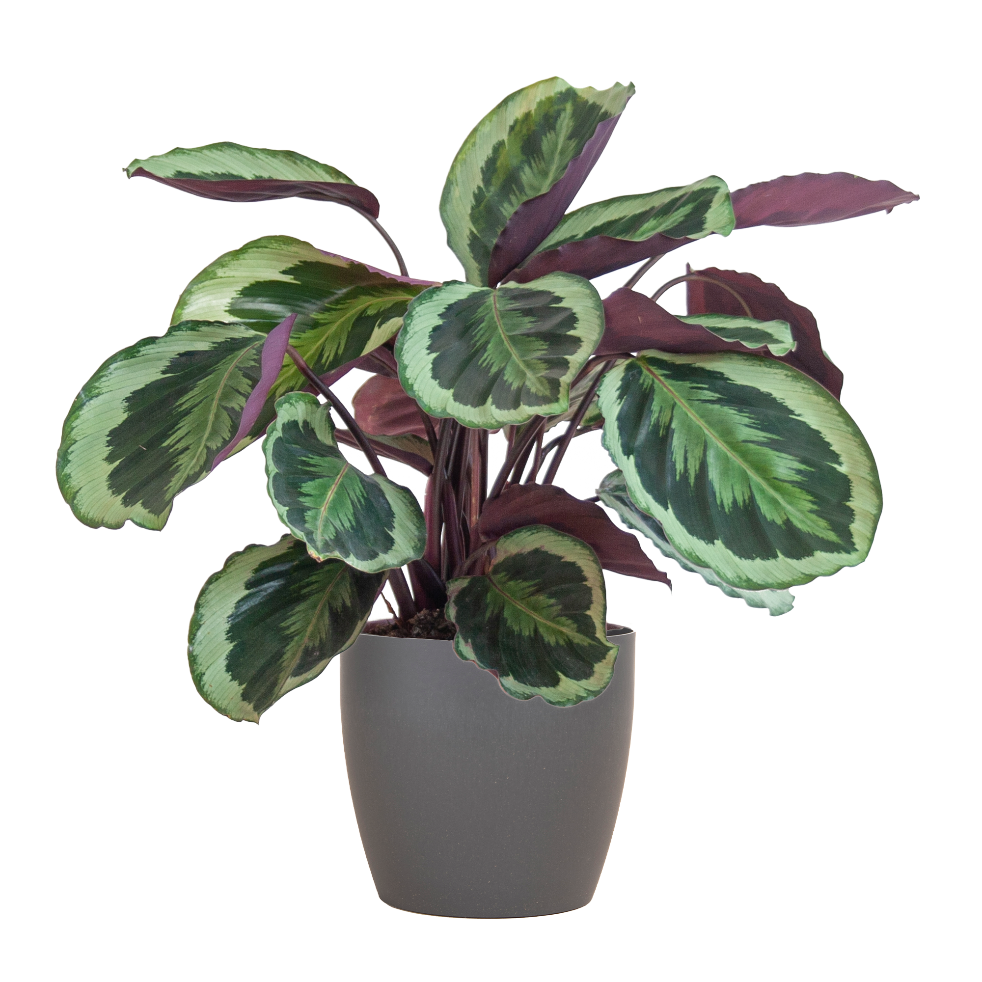Calathea 'Medaillon' (Korbmarante) im Design-Korb | 65cm