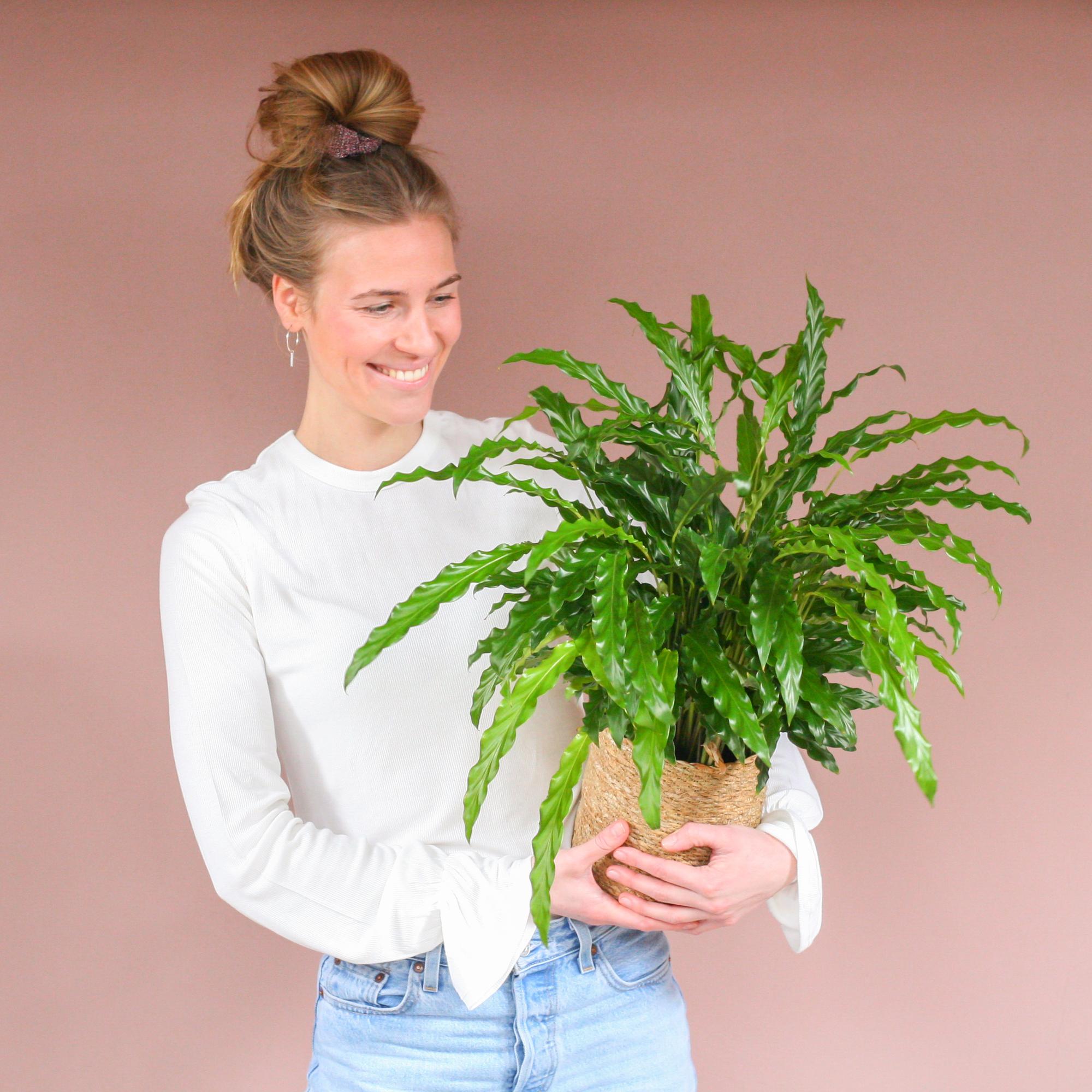 Calathea Rufibarba (Samt-Korbmarante) im Design-Korb | 55cm