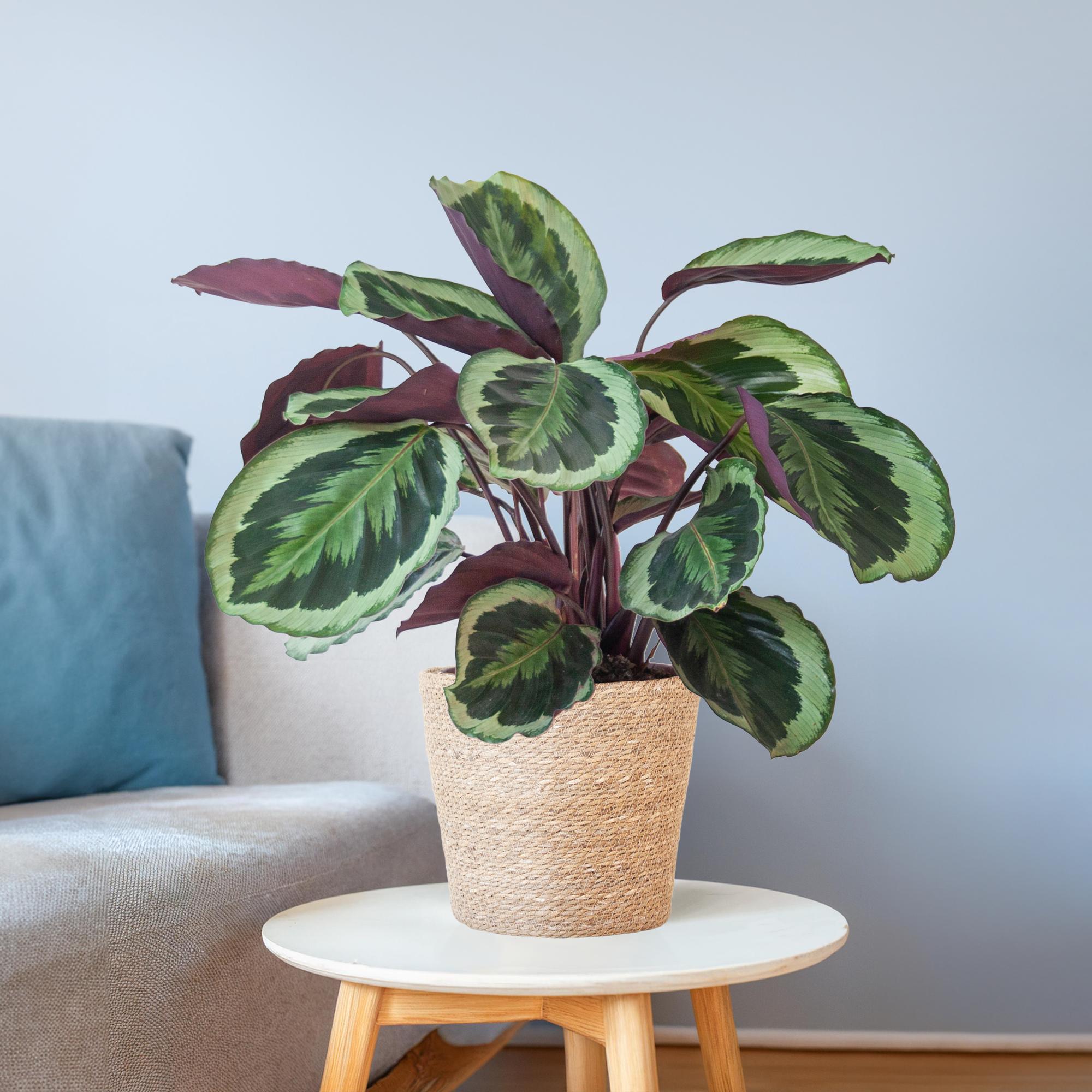 Calathea 'Medaillon' (Korbmarante) im Design-Korb | 65cm