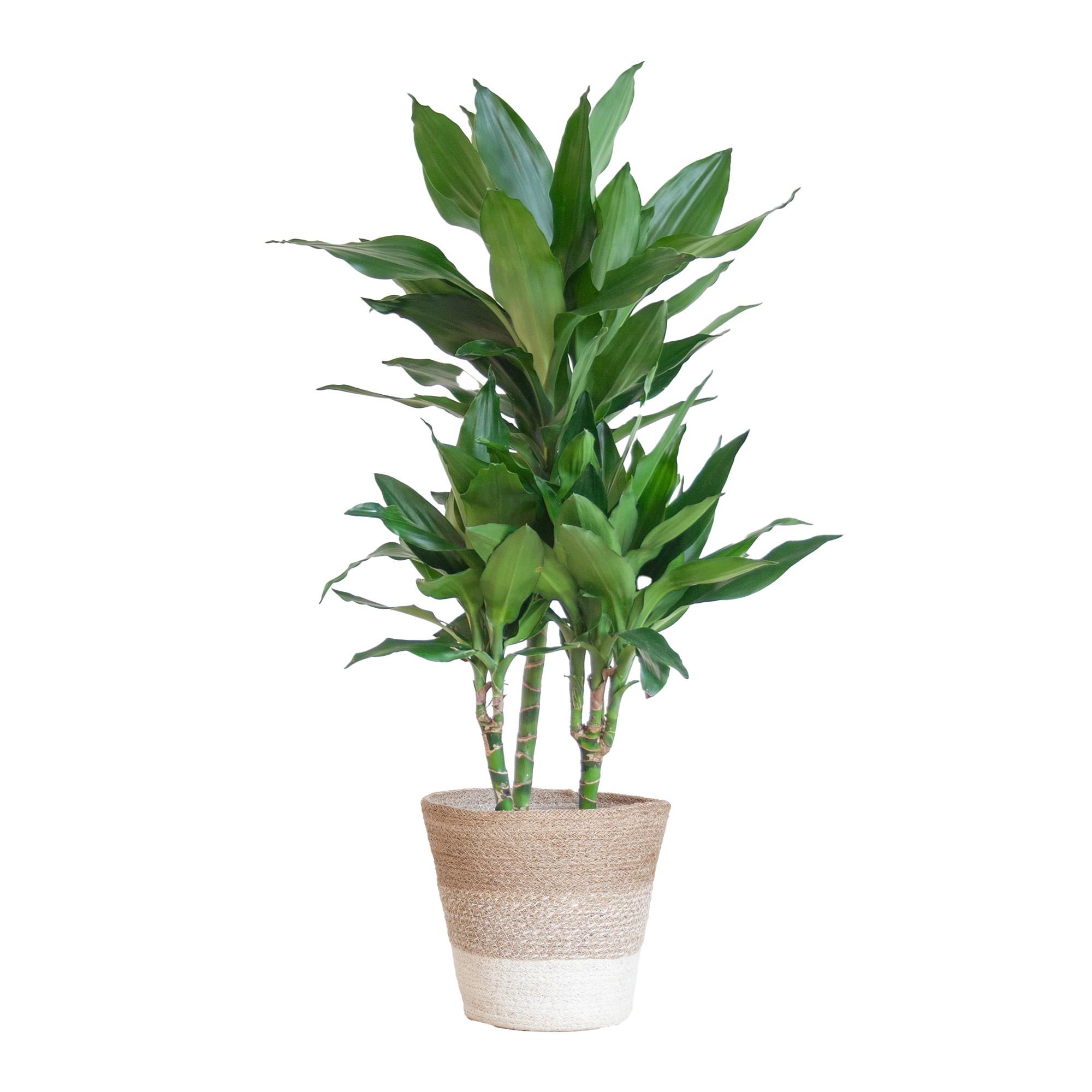 Dracaena 'Janet Lind' (Drachenbaum) im Design-Korb | 95cm