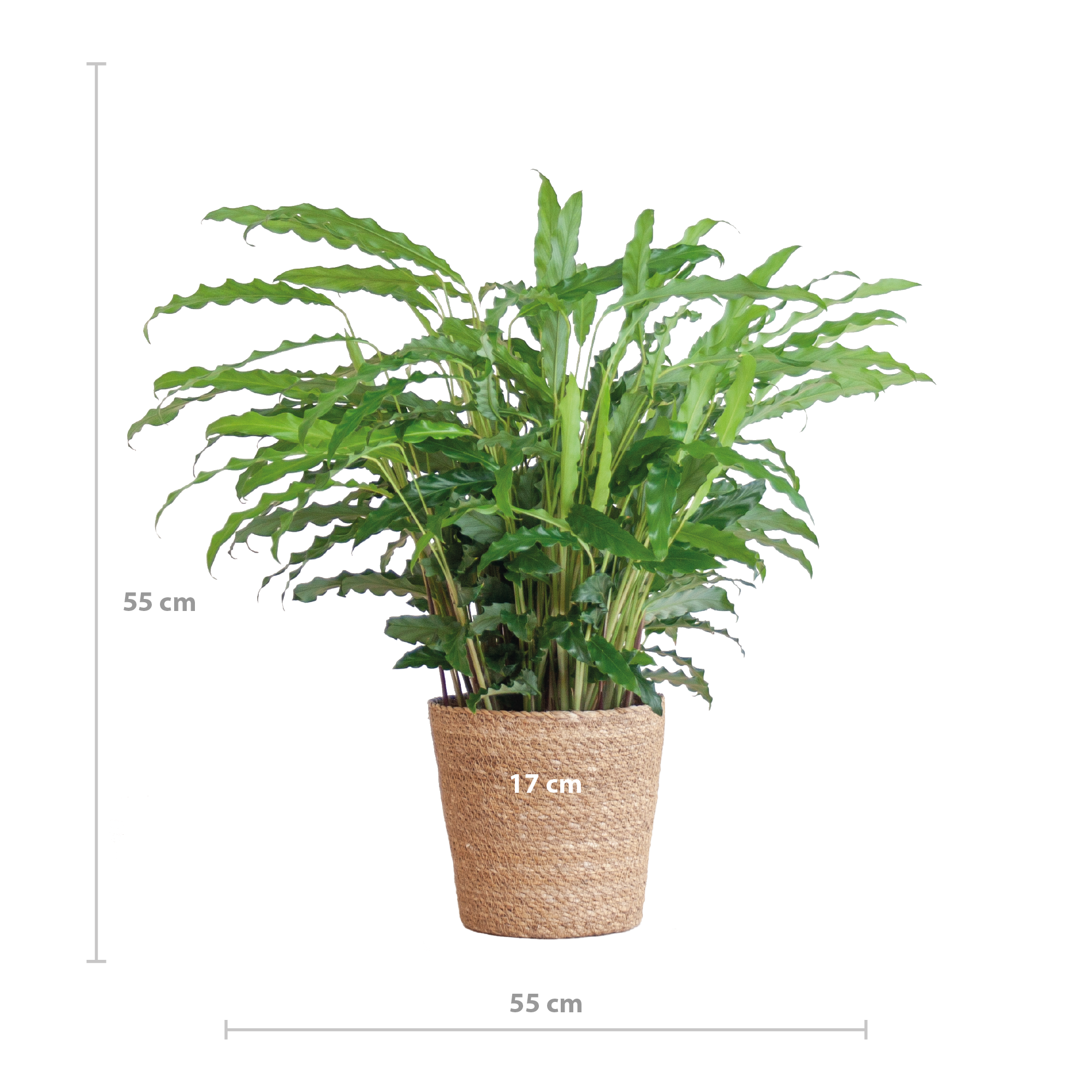 Calathea Rufibarba (Samt-Korbmarante) im Design-Korb | 55cm