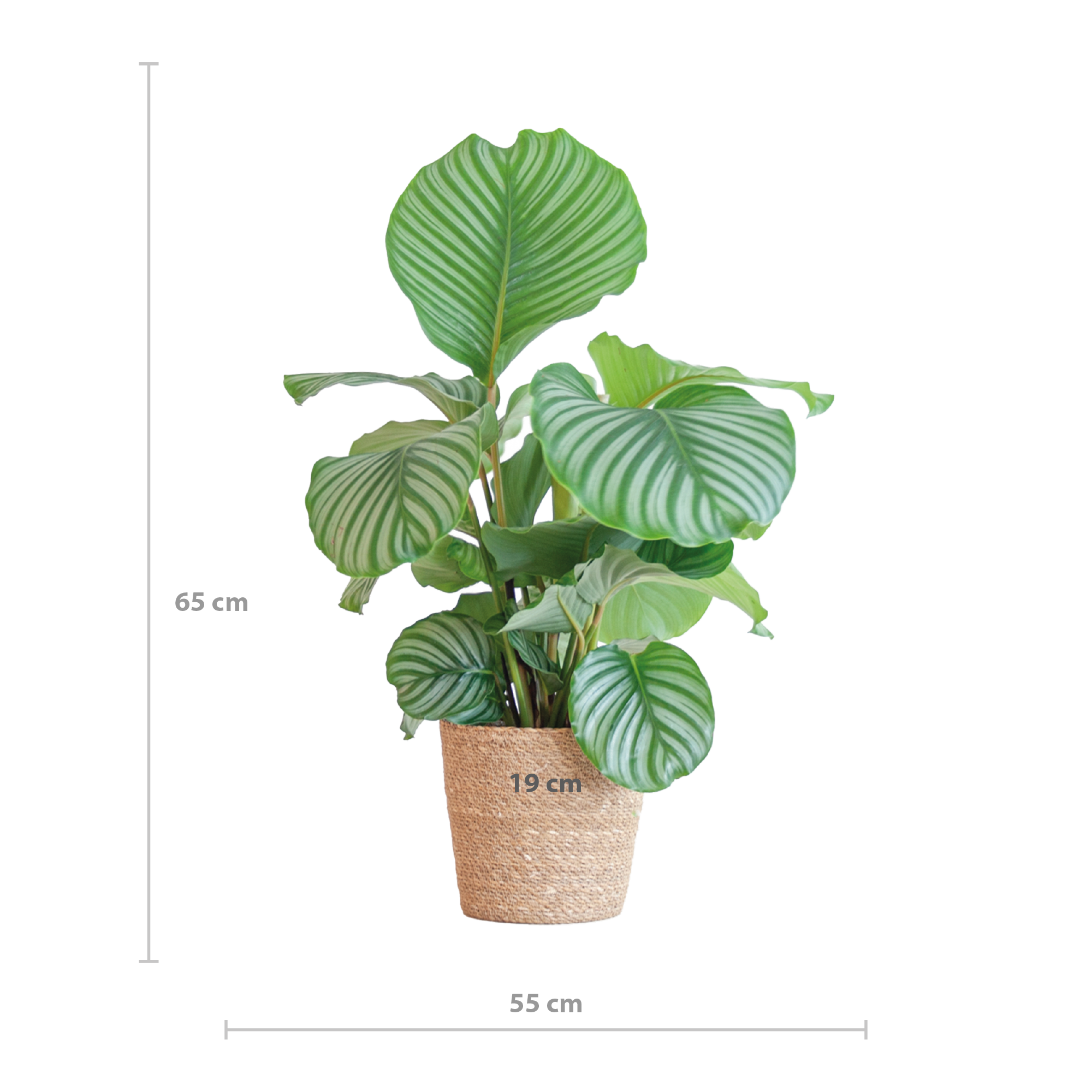 Calathea Orbifolia (Korbmarante) im Design-Korb | 65cm