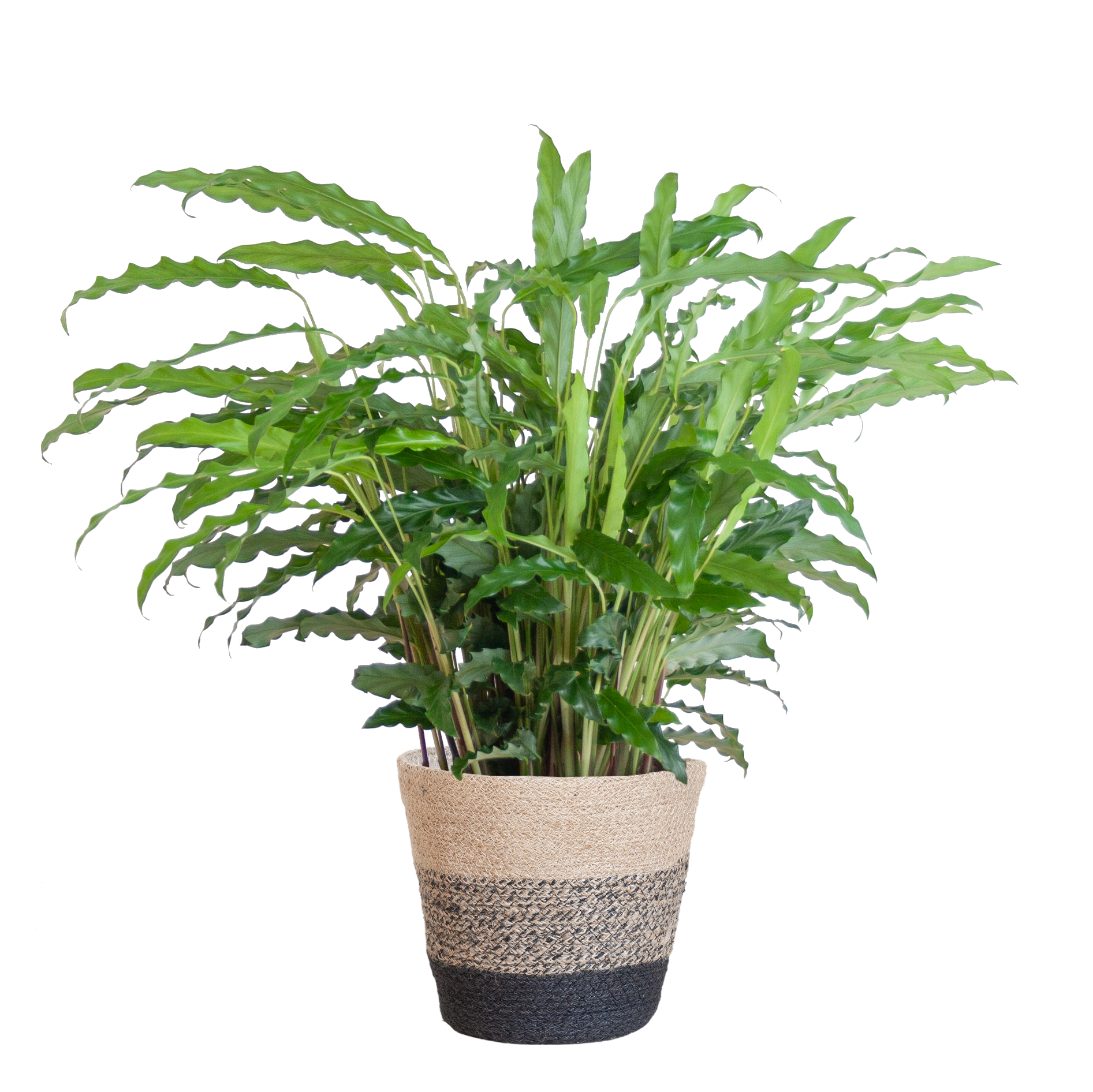 Calathea Rufibarba (Samt-Korbmarante) im Design-Korb | 55cm
