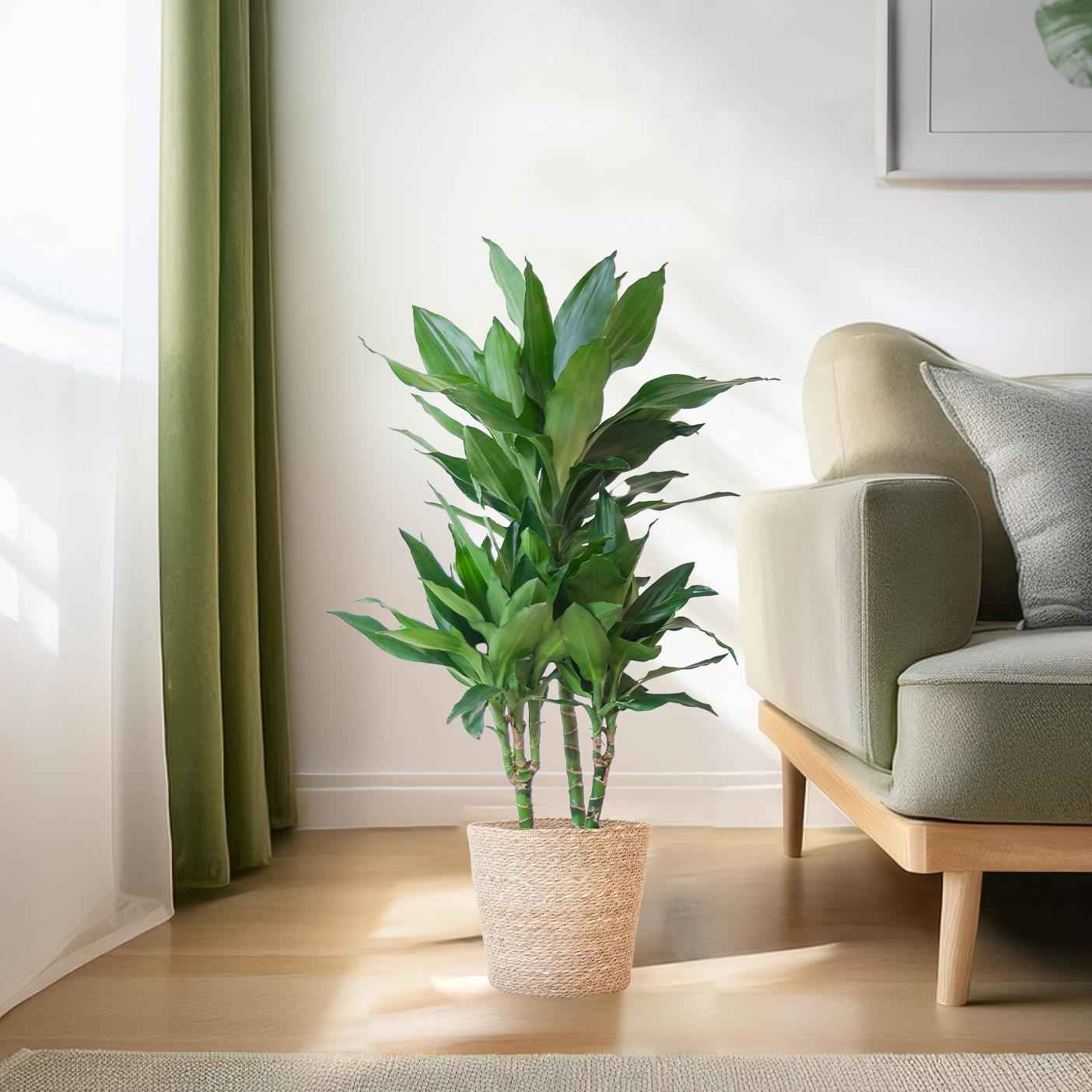 Dracaena 'Janet Lind' (Drachenbaum) im Design-Korb | 95cm