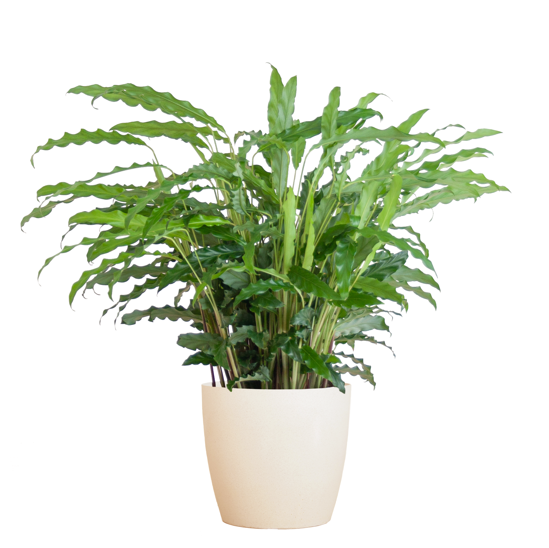 Calathea Rufibarba (Samt-Korbmarante) im Design-Korb | 55cm