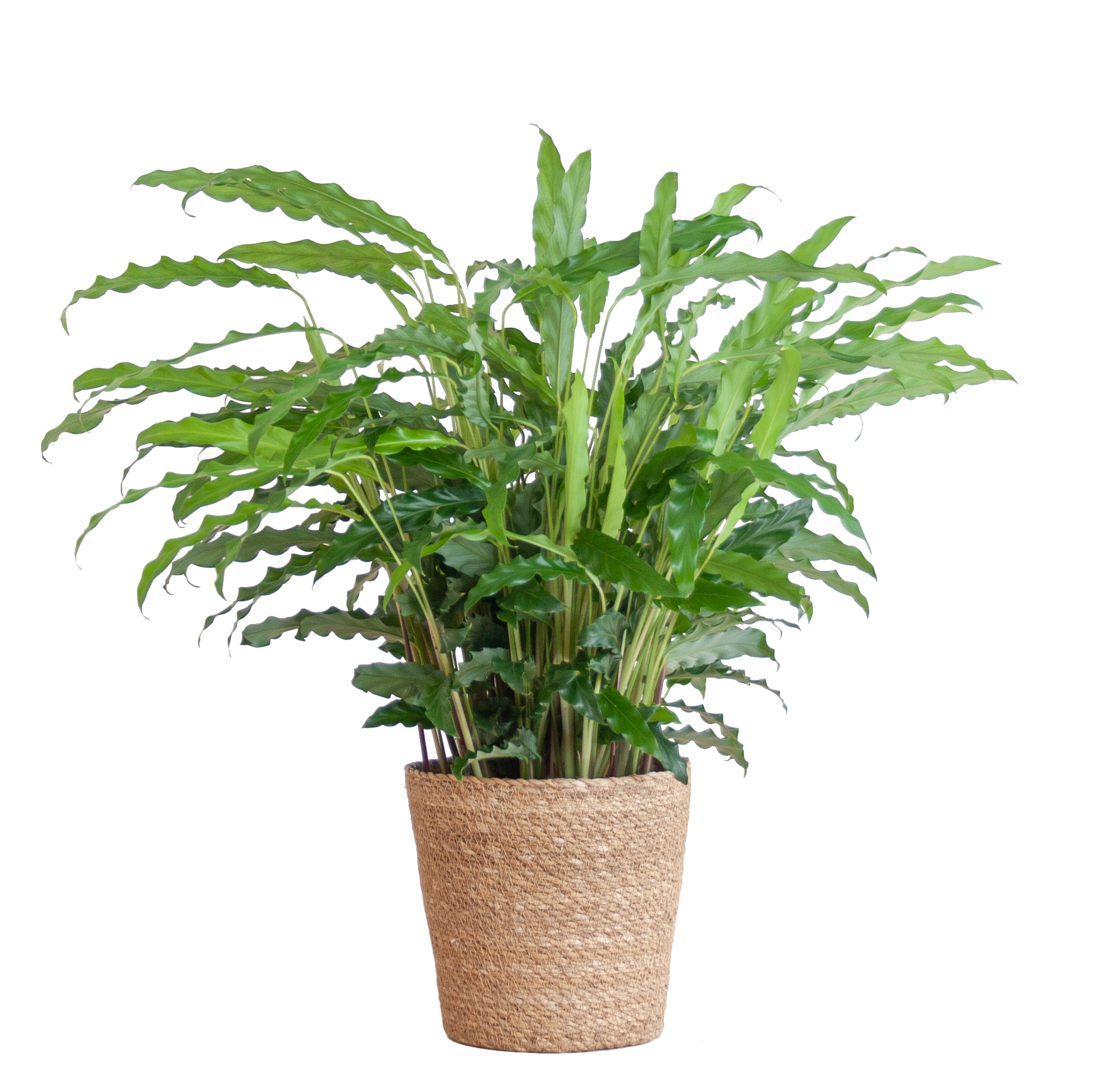 Calathea Rufibarba (Samt-Korbmarante) im Design-Korb | 55cm
