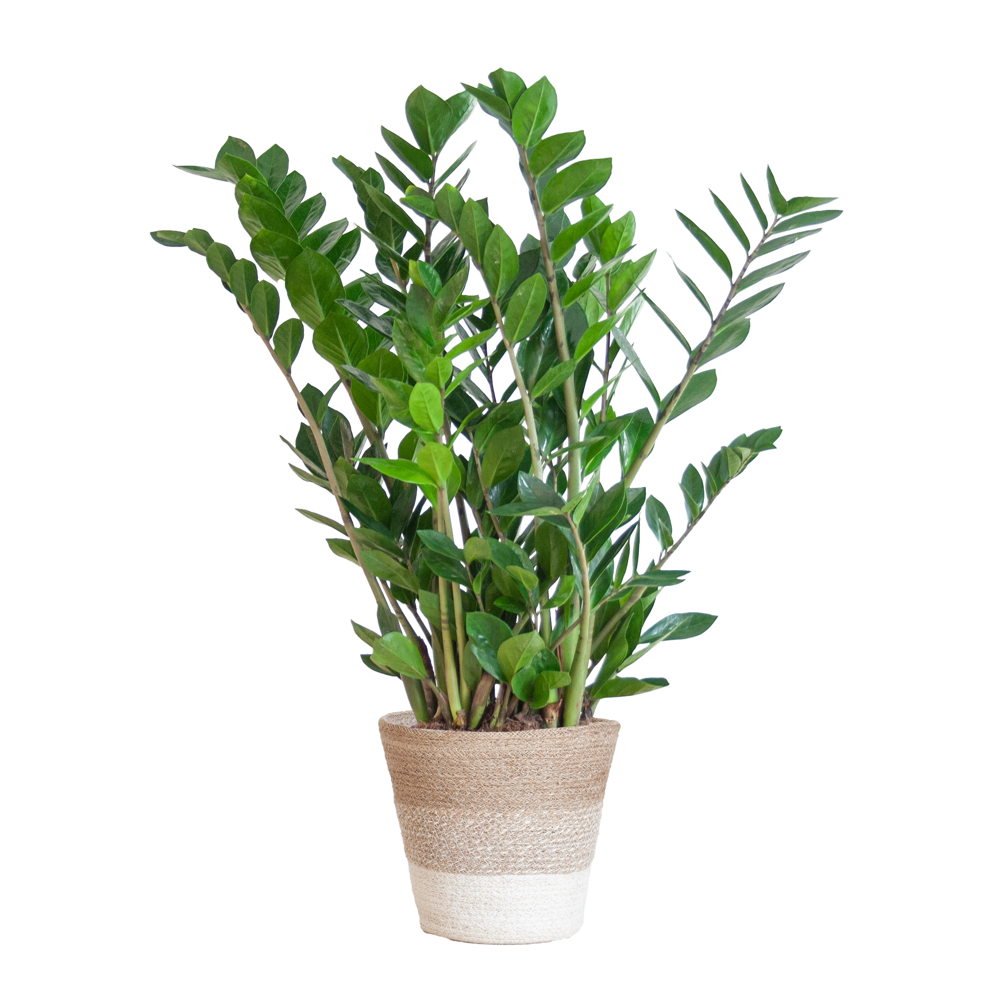 Zamioculcas (Glücksfeder) im Design-Korb | 80cm