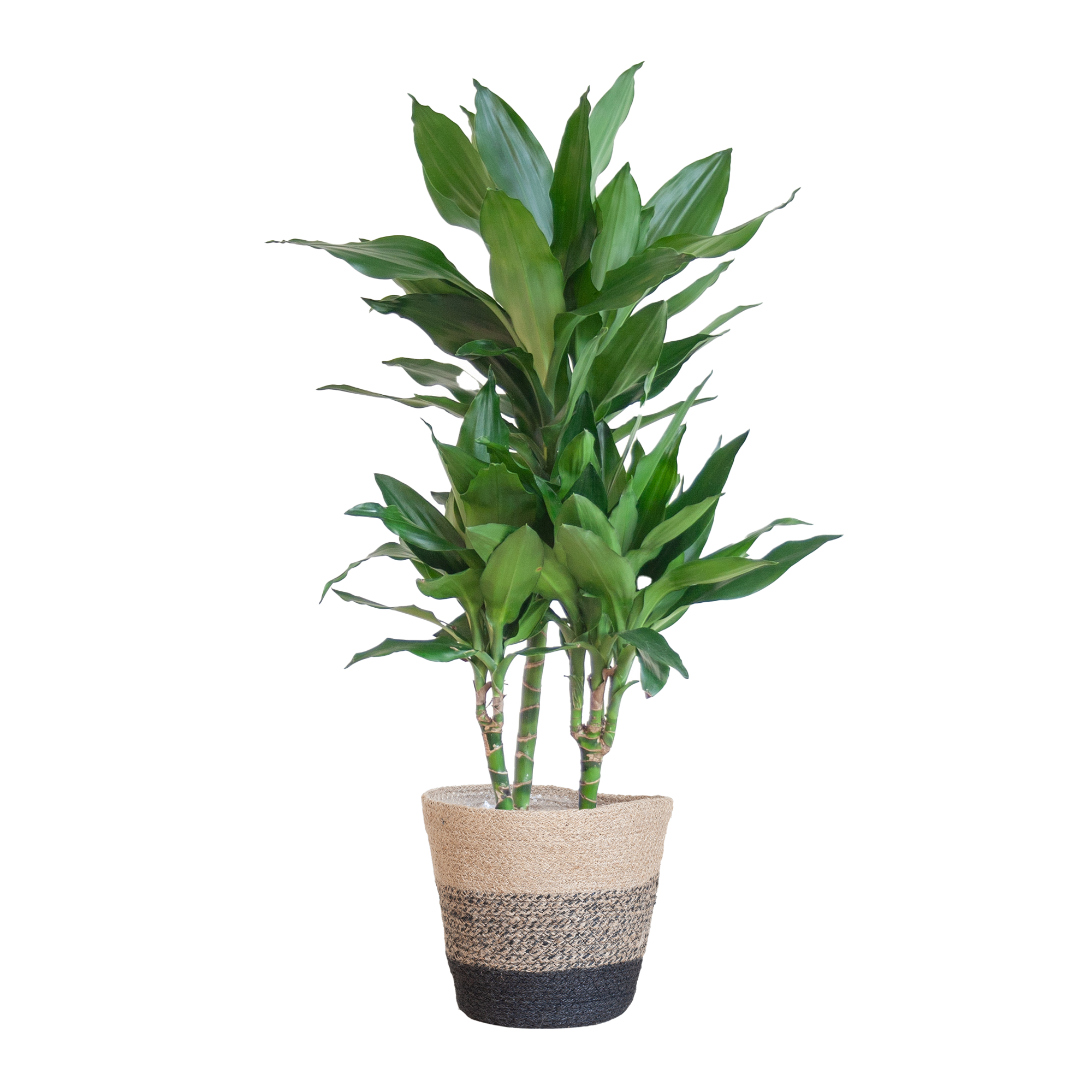 Dracaena 'Janet Lind' (Drachenbaum) im Design-Korb | 95cm