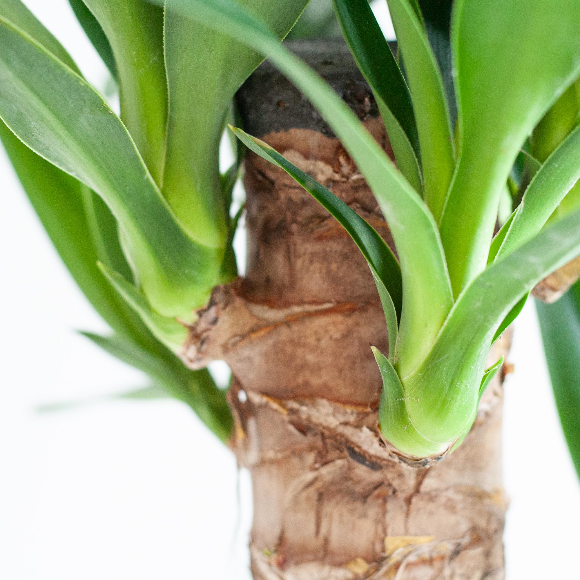 Dracaena 'Janet Lind' (Drachenbaum) im Design-Korb | 95cm