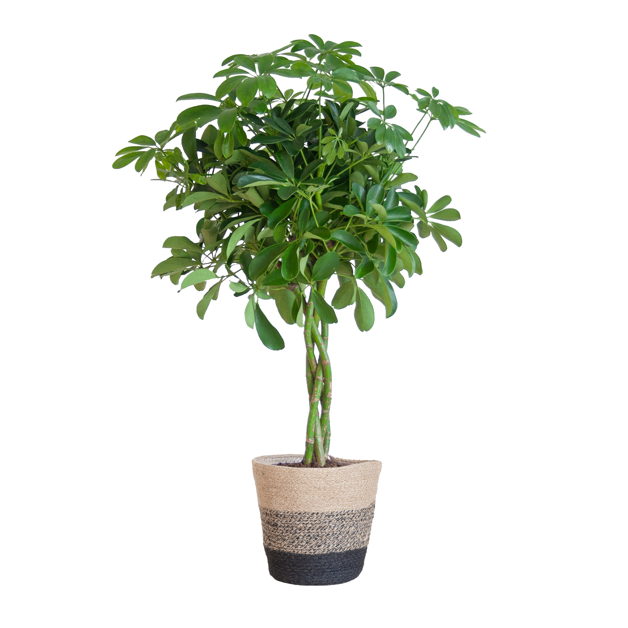 Schefflera 'Nora' im Design-Pflanzenkorb | 70cm