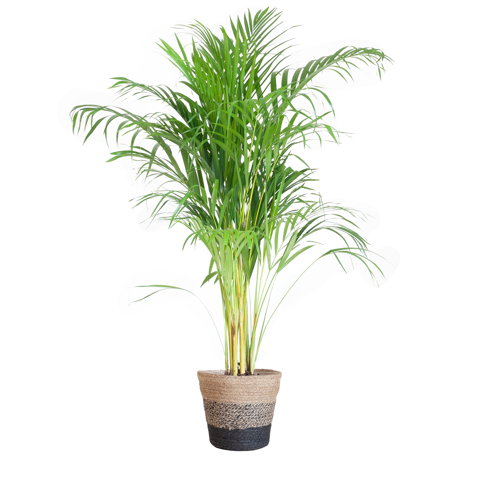 Areca Palme (Goldfruchtpalme) im Design-Korb | 100cm