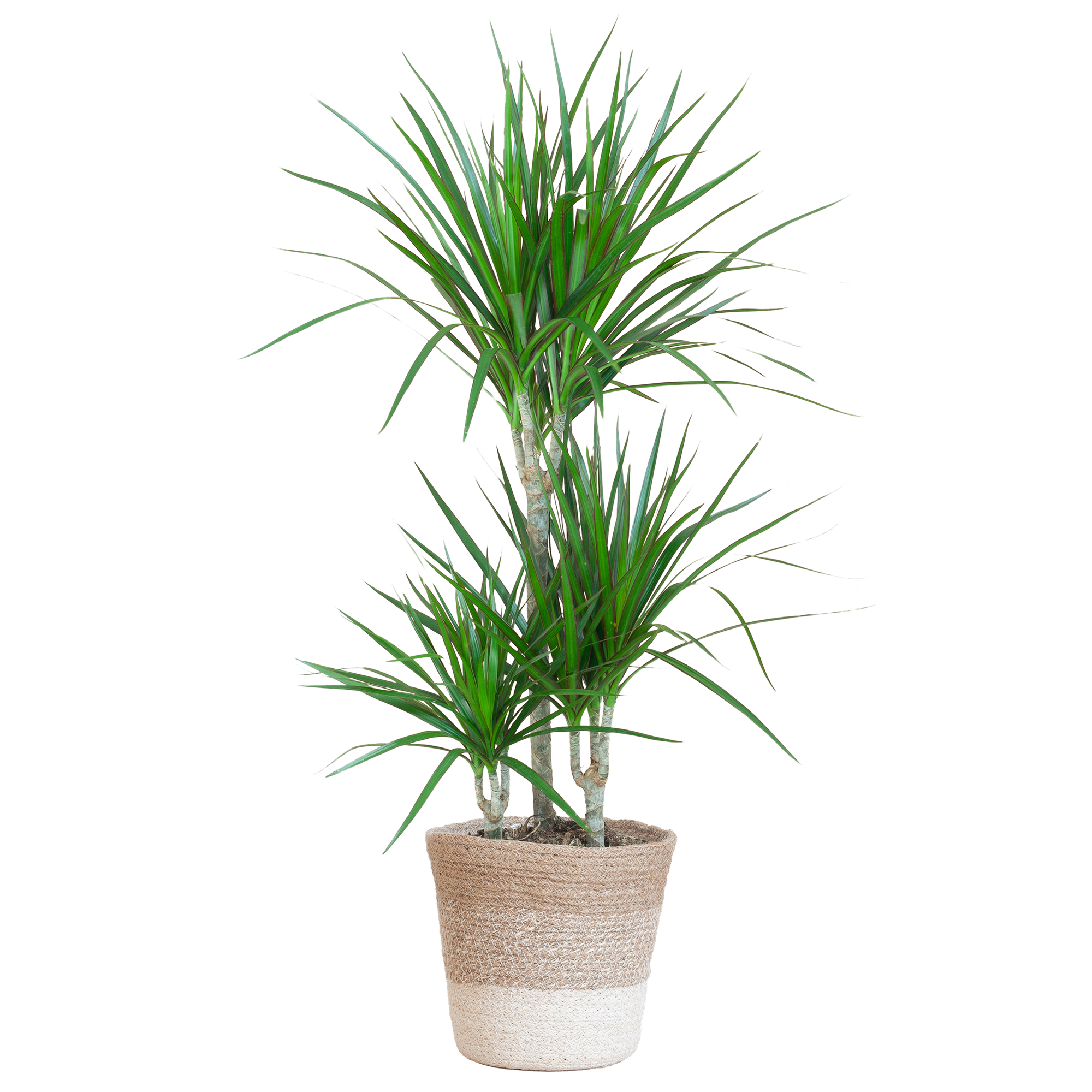 Dracaena Marginata im Design-Pflanzenkorb | 95cm