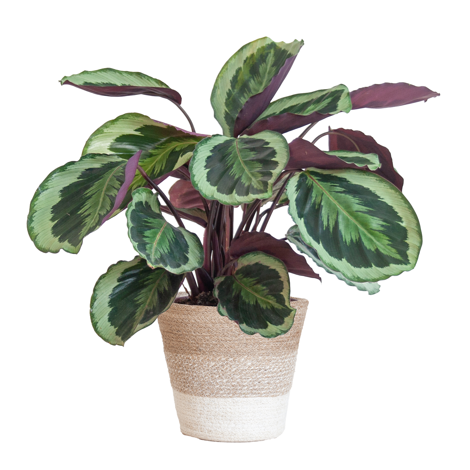 Calathea 'Medaillon' (Korbmarante) im Design-Korb | 65cm