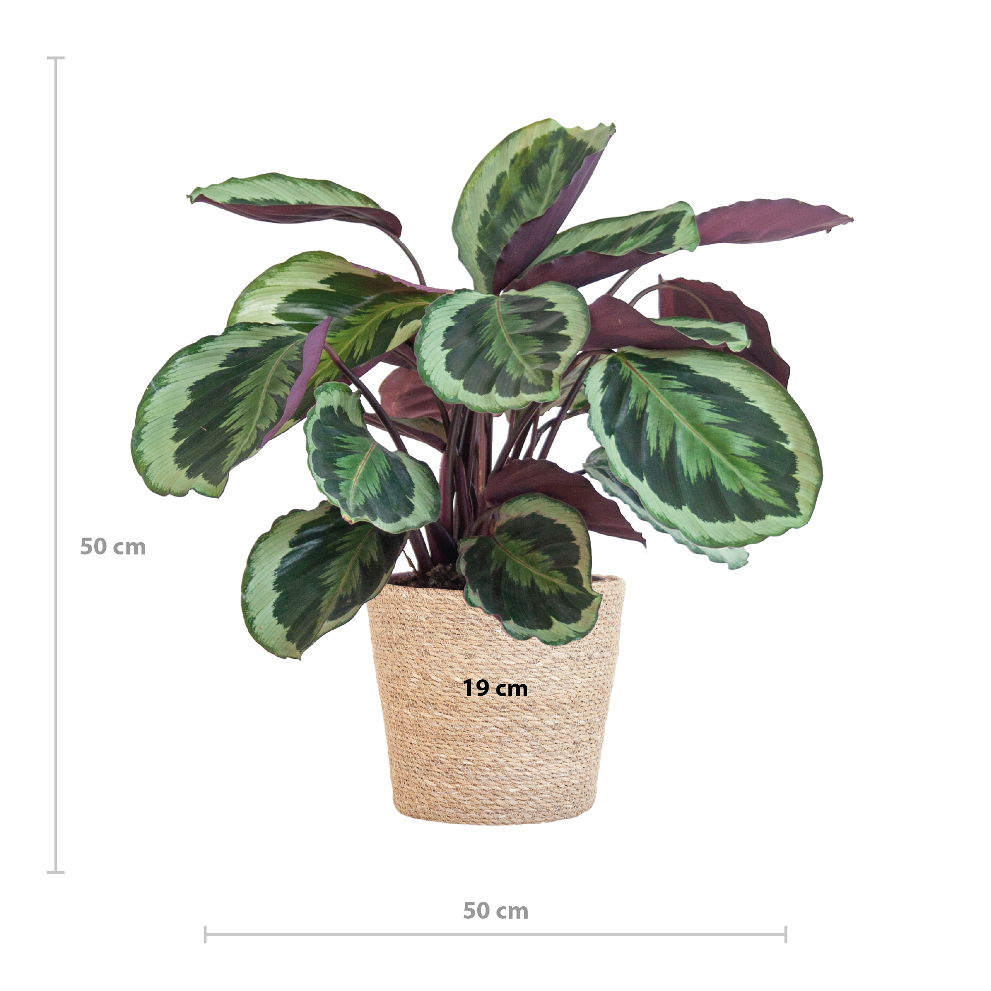 Calathea 'Medaillon' (Korbmarante) im Design-Korb | 65cm