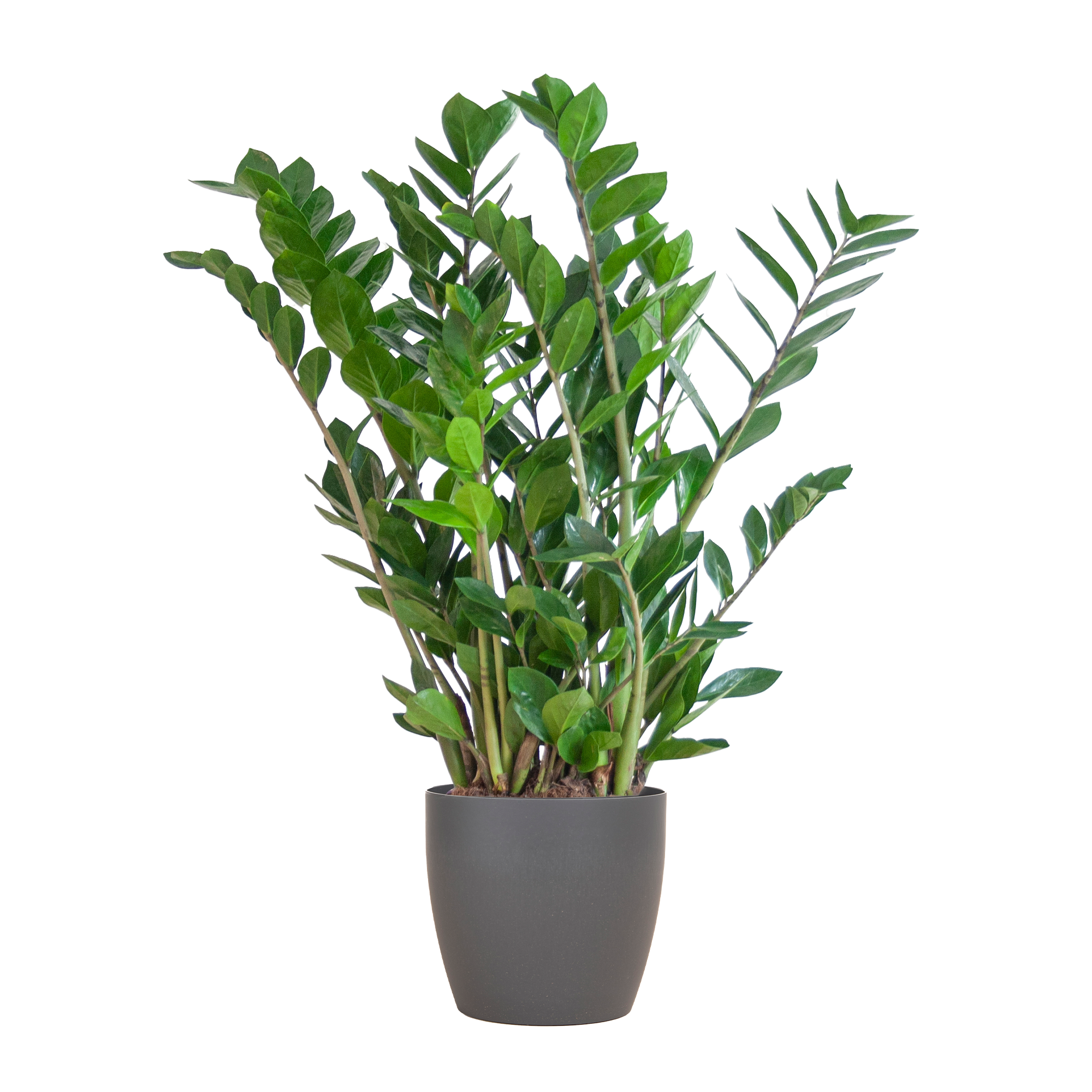 Zamioculcas (Glücksfeder) im Design-Korb | 80cm