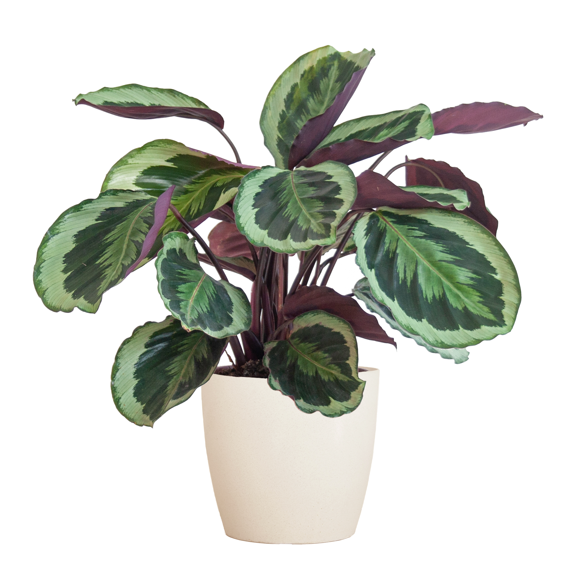 Calathea 'Medaillon' (Korbmarante) im Design-Korb | 65cm