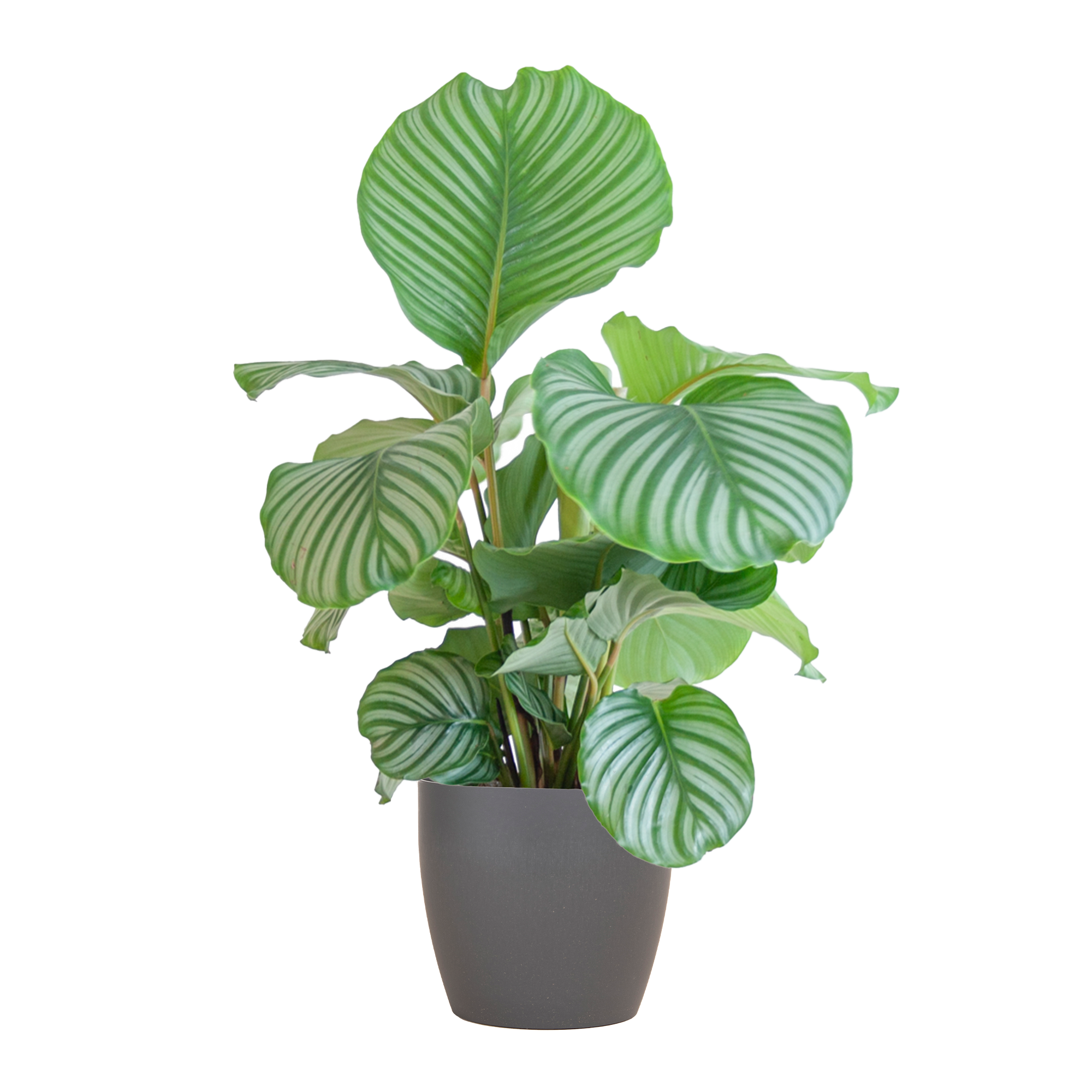 Calathea Orbifolia (Korbmarante) im Design-Korb | 65cm
