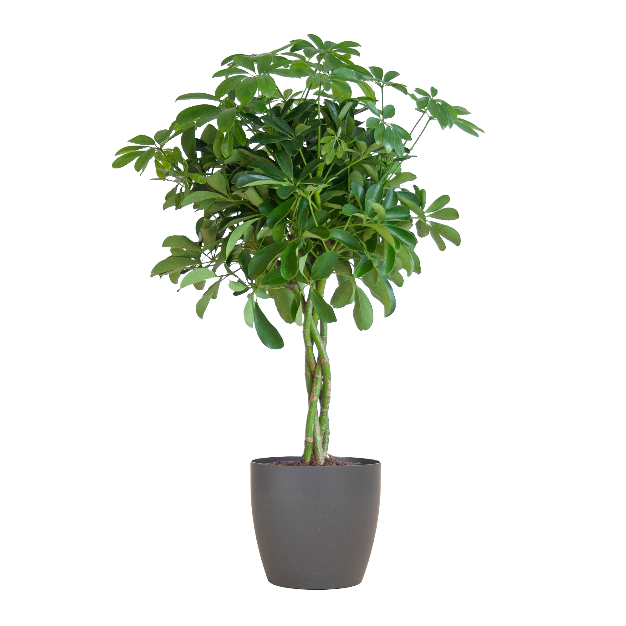 Schefflera 'Nora' im Design-Pflanzenkorb | 70cm
