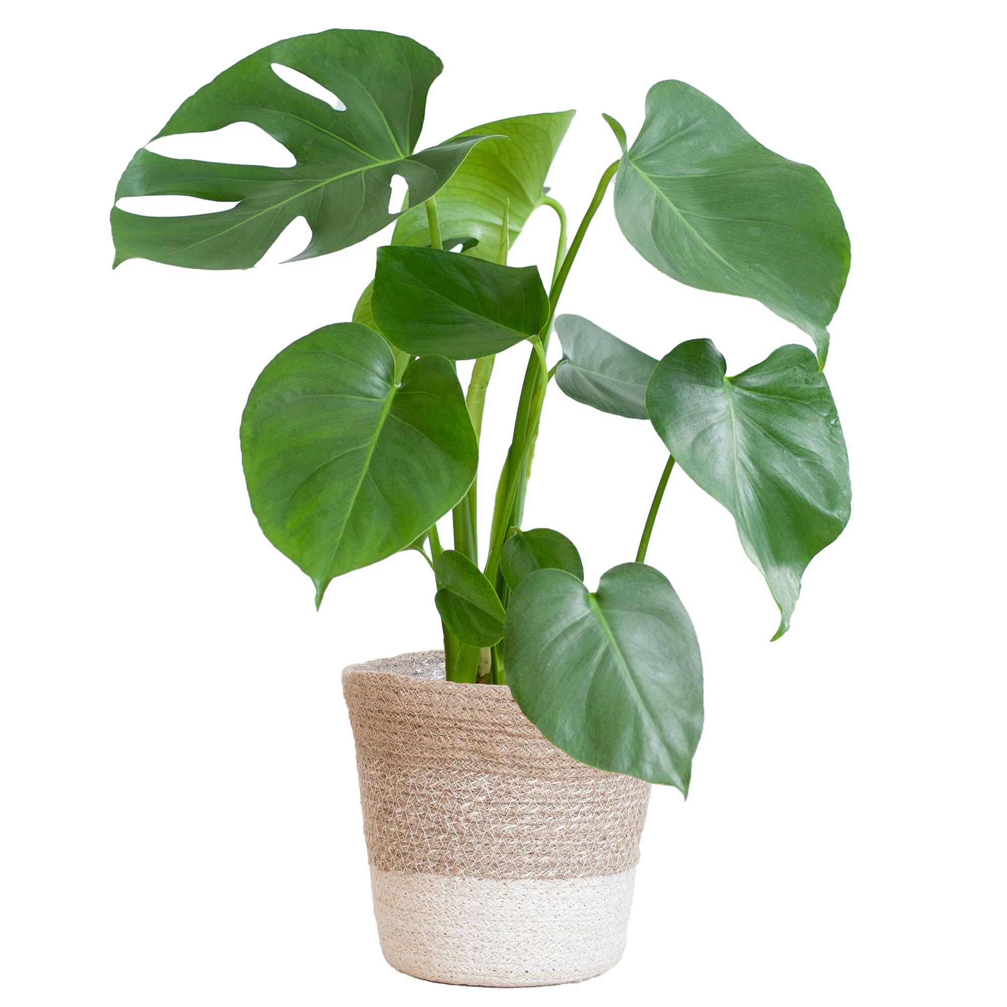Monstera Deliciosa im Korb 'Lissabon' | 50cm