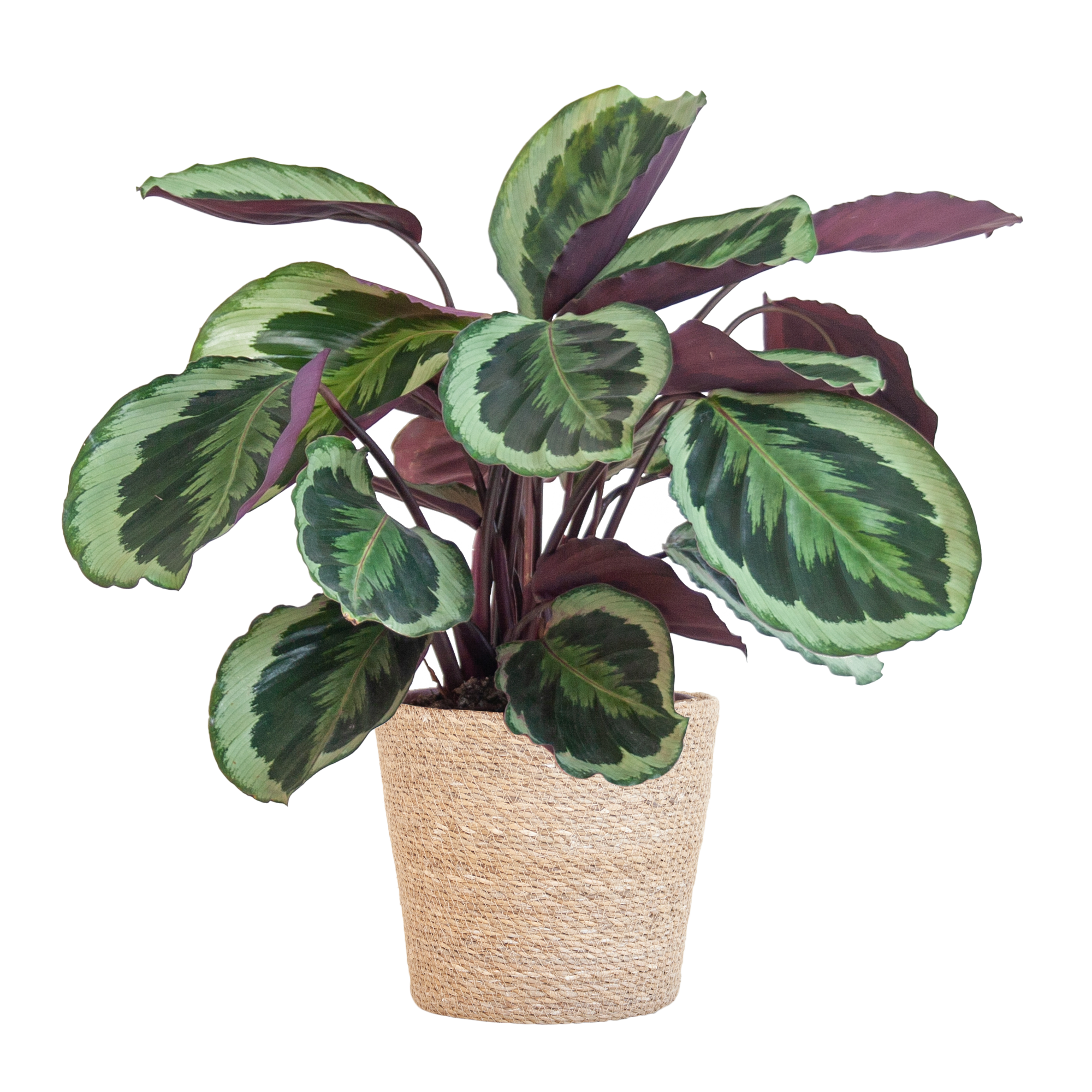 Calathea 'Medaillon' (Korbmarante) im Design-Korb | 65cm