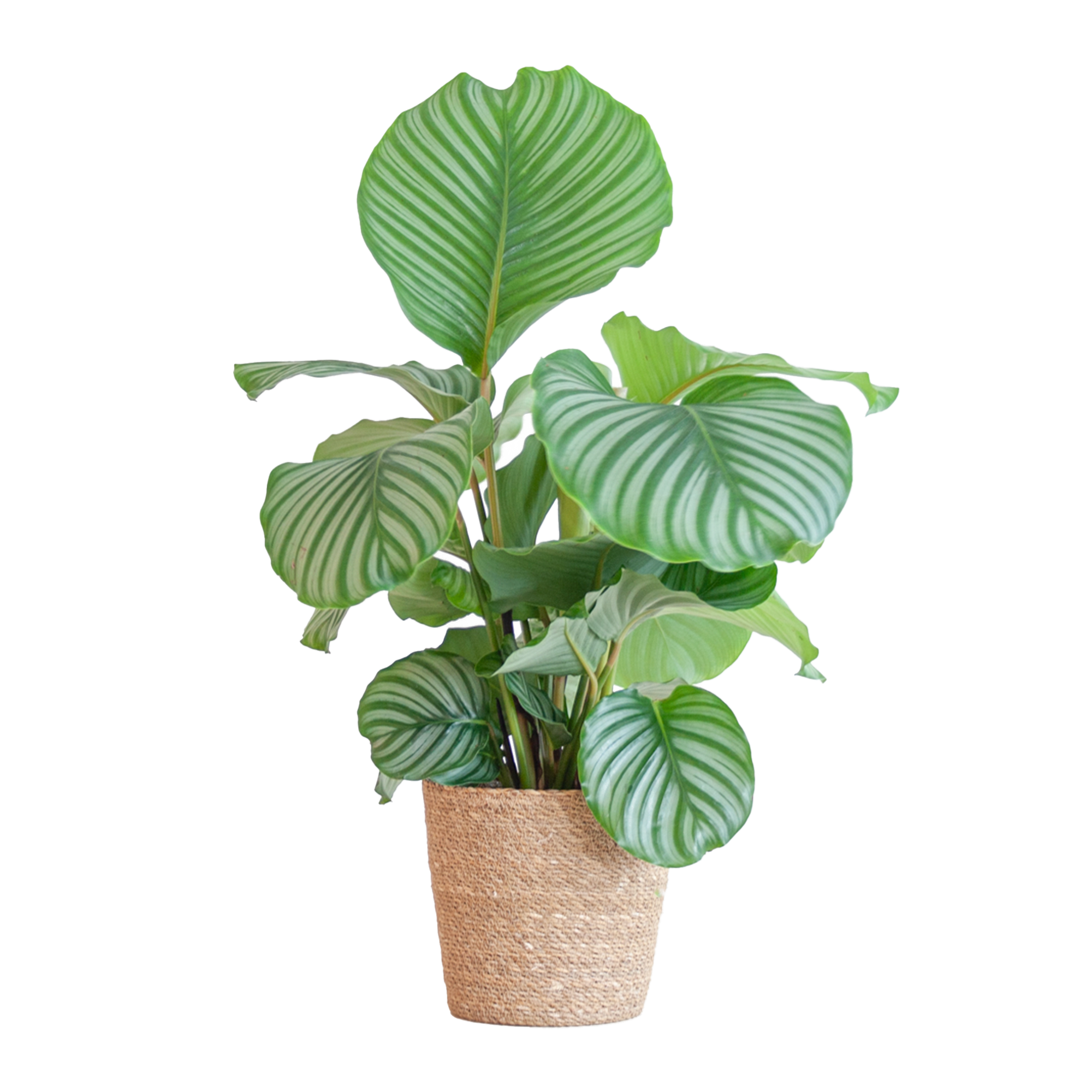 Calathea Orbifolia (Korbmarante) im Design-Korb | 65cm