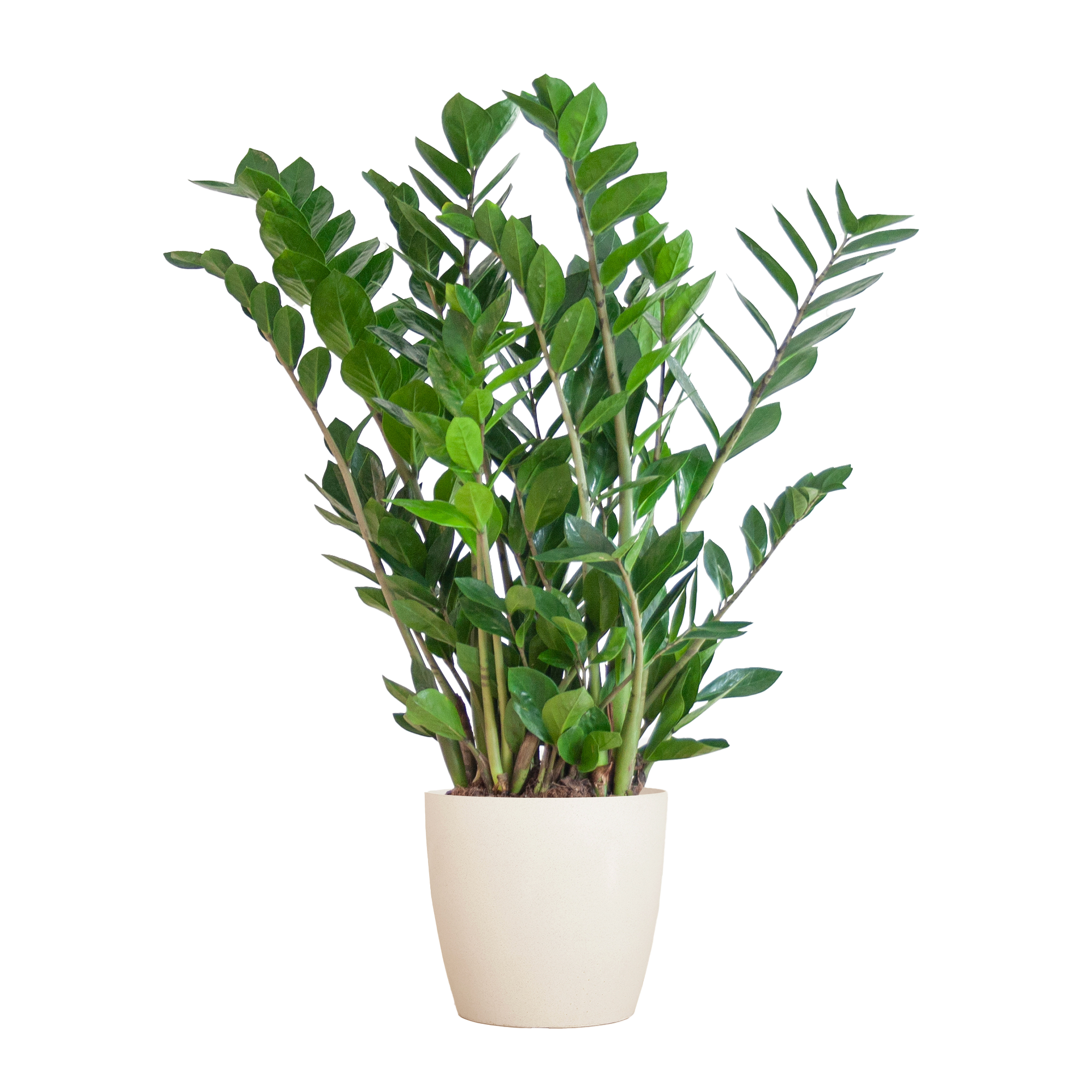 Zamioculcas (Glücksfeder) im Design-Korb | 80cm