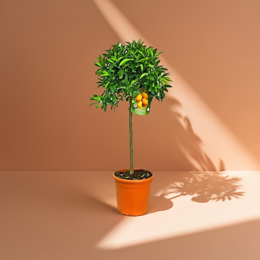 Kumquat (Naranjo Enano)