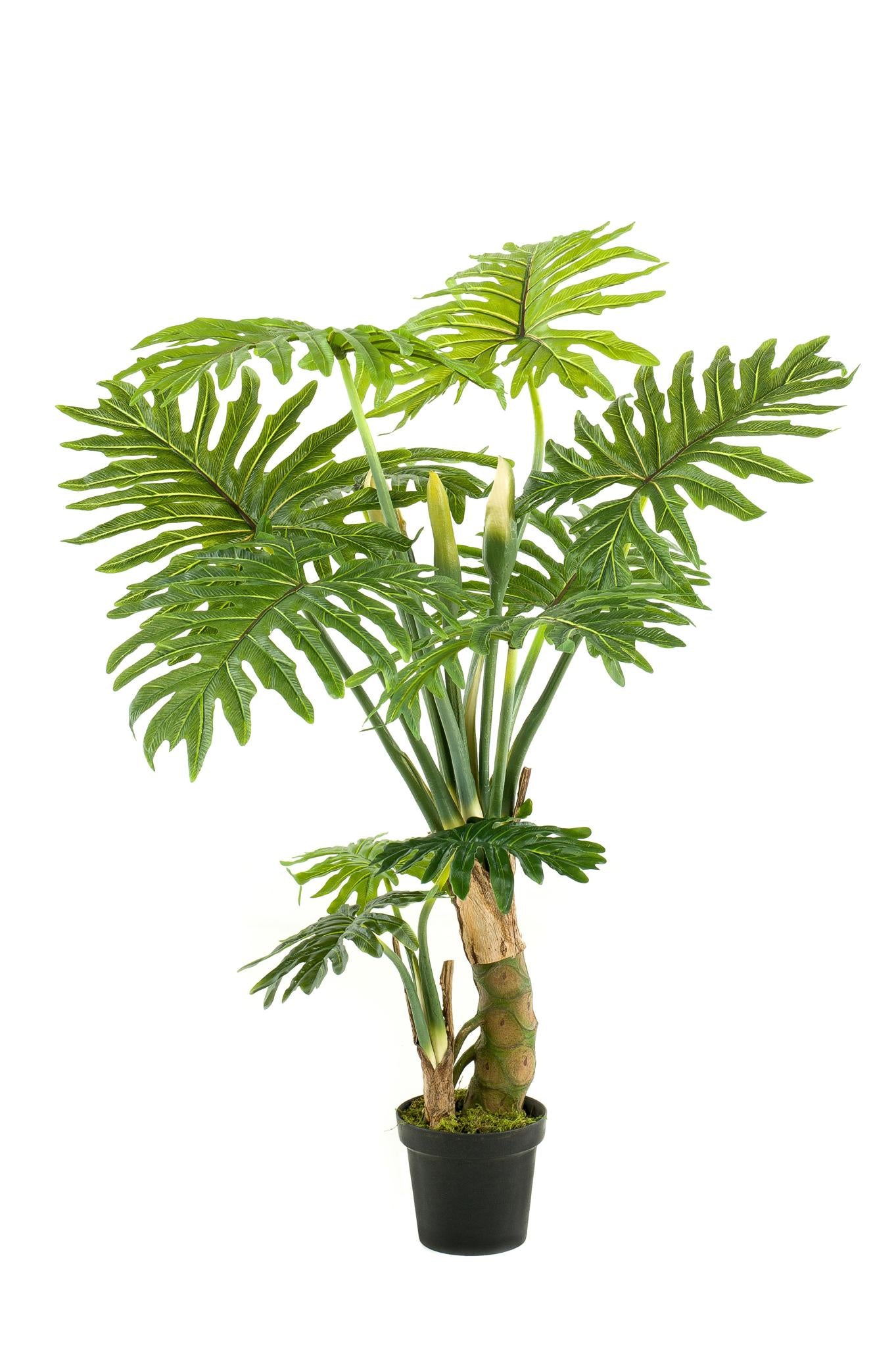 Künstlerischer Philodendron