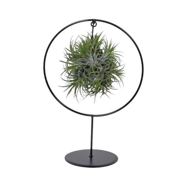 Tillandsia-Ringmischung (mittelgroß)