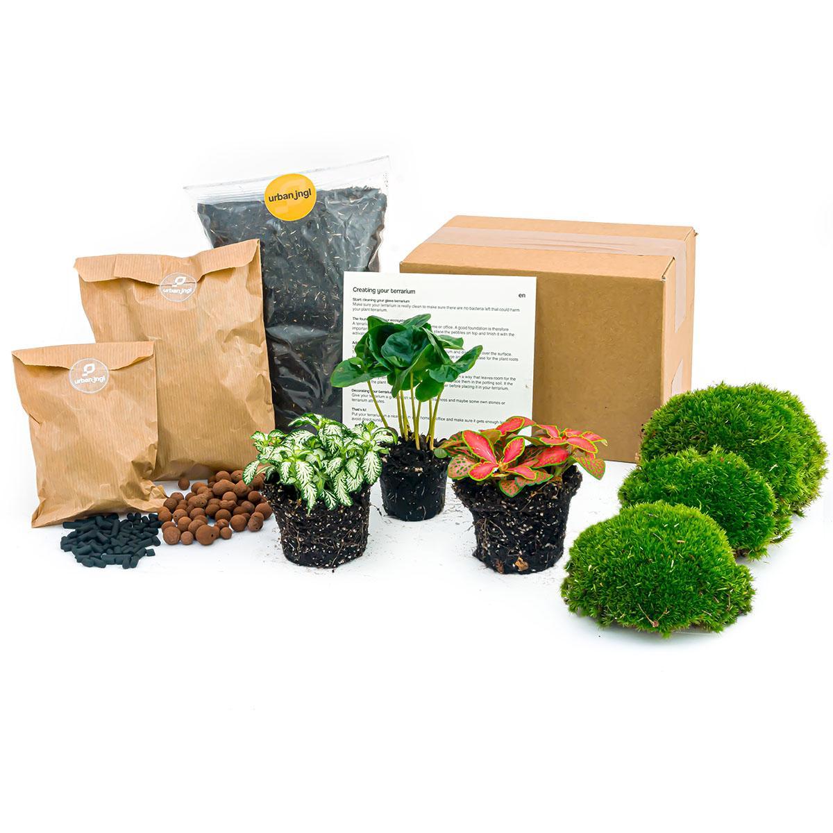 Kit Inicial de Plantas para Terrários