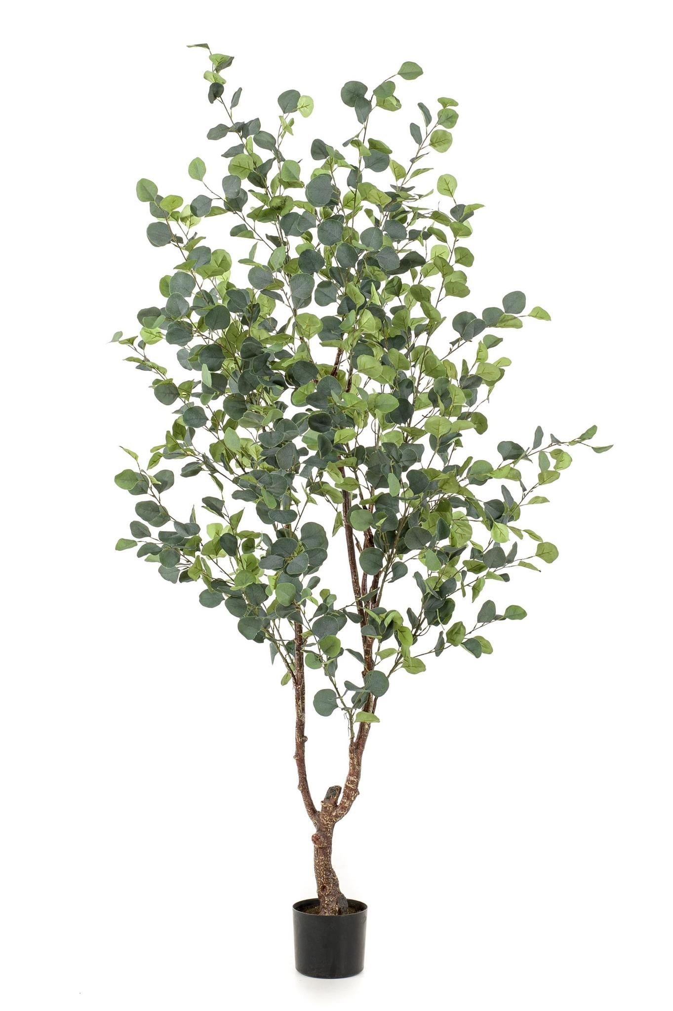 Künstlerischer Eukalyptus