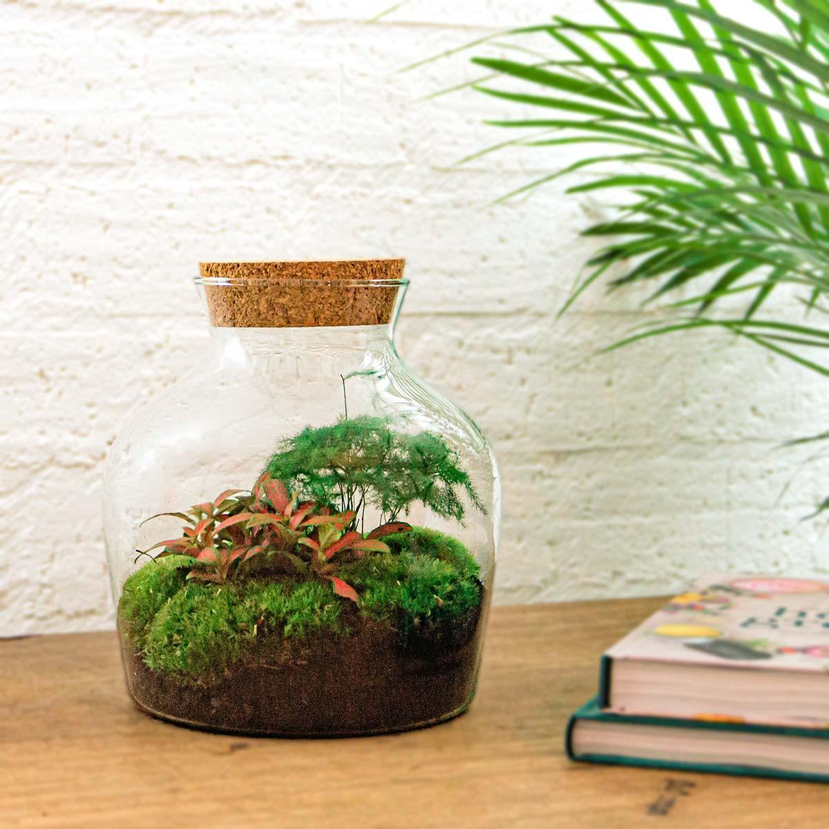 Terrarium Petit Joe