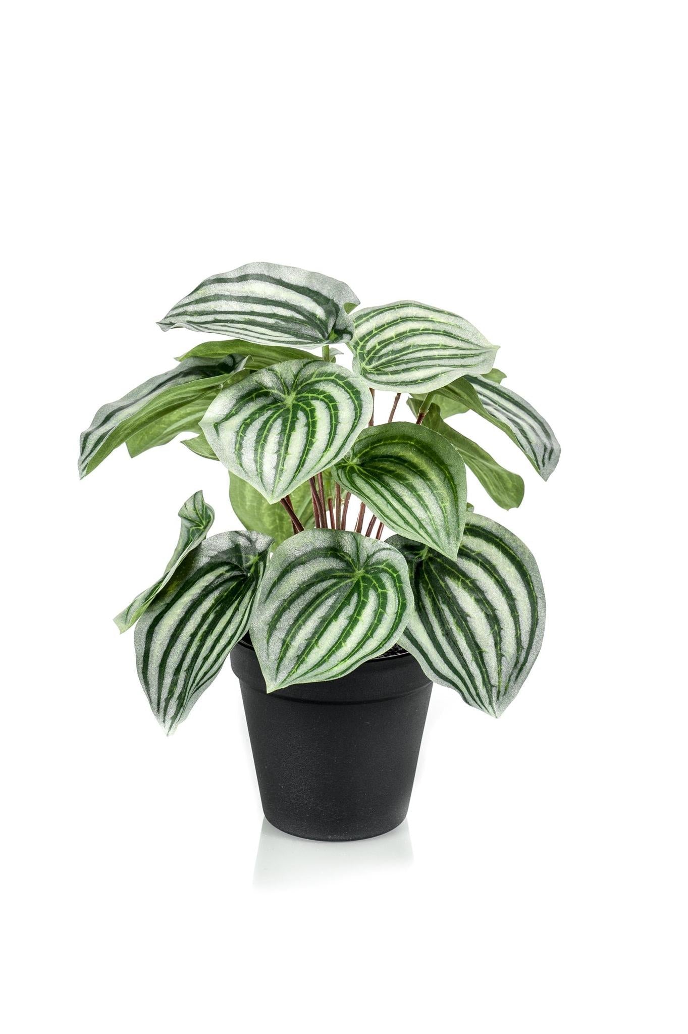 Comprar Peperomia Argyreia Artificial