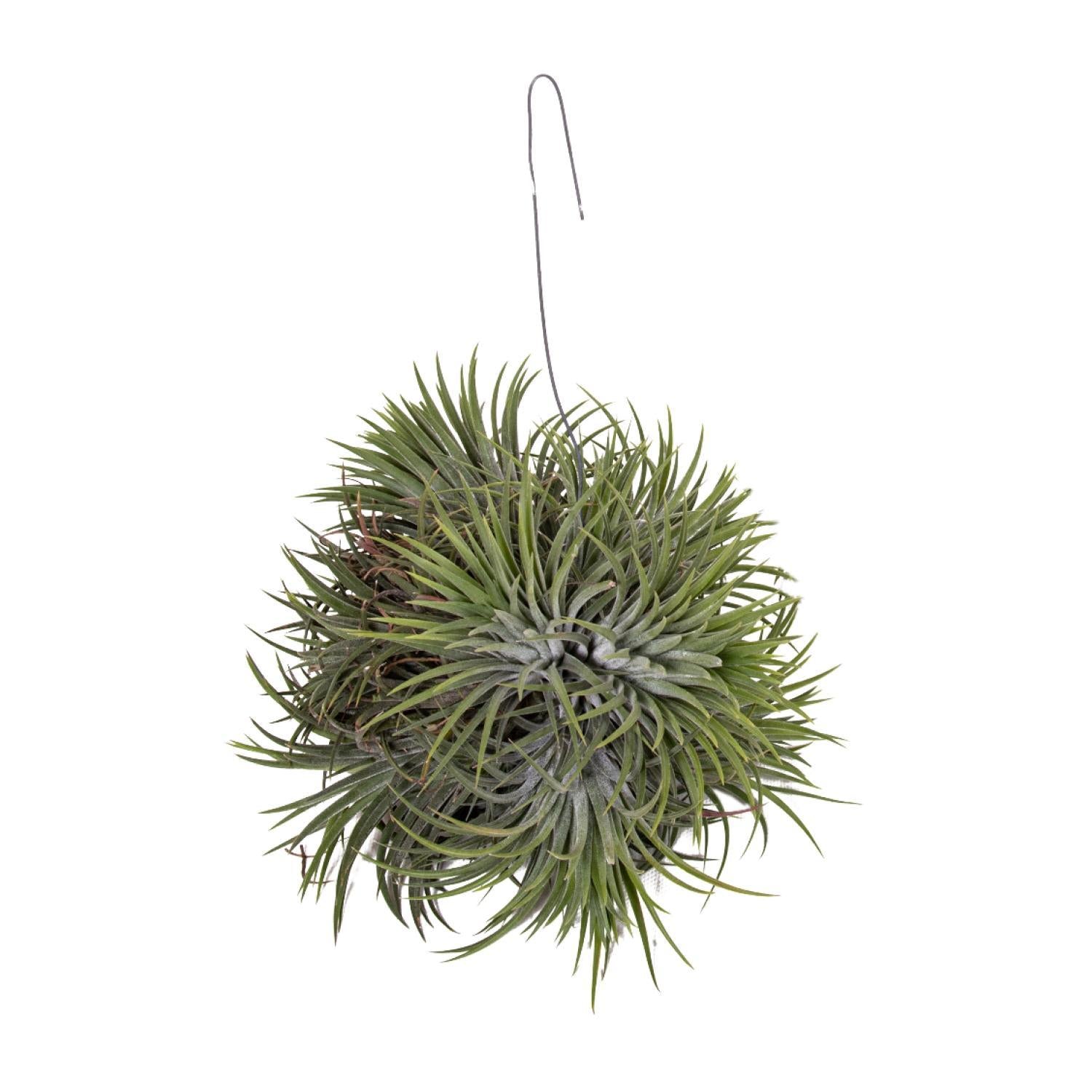 Tillandsia Ionantha
