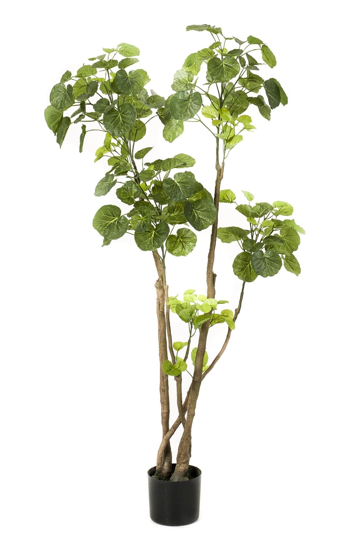 Planta Aralia Artificial grande
