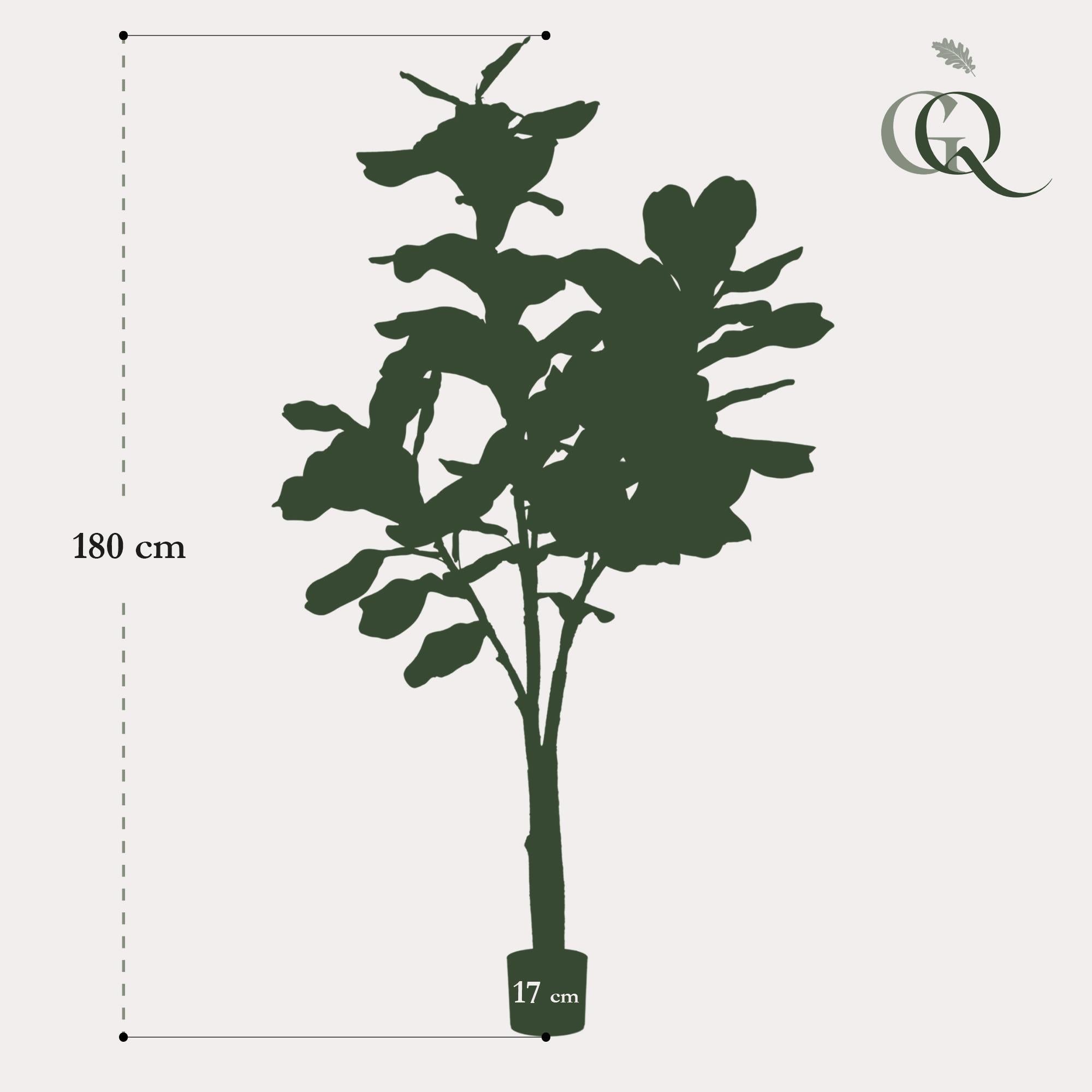 Künstlerischer Ficus Lyrata (Geigenfeige)