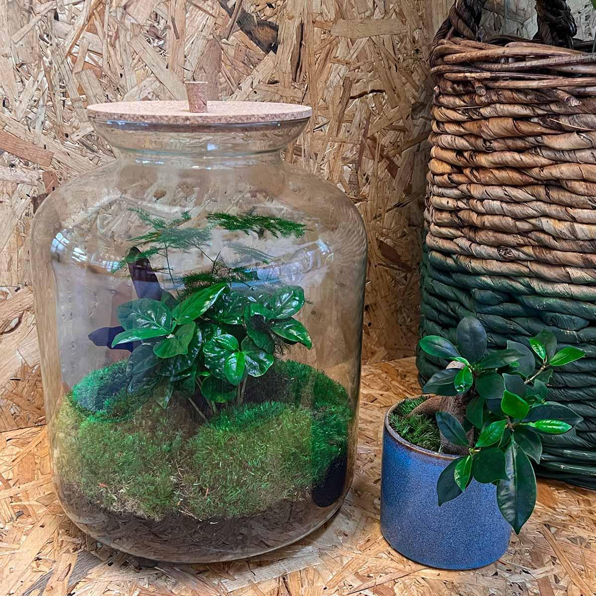 Terrario de plantas Lukas