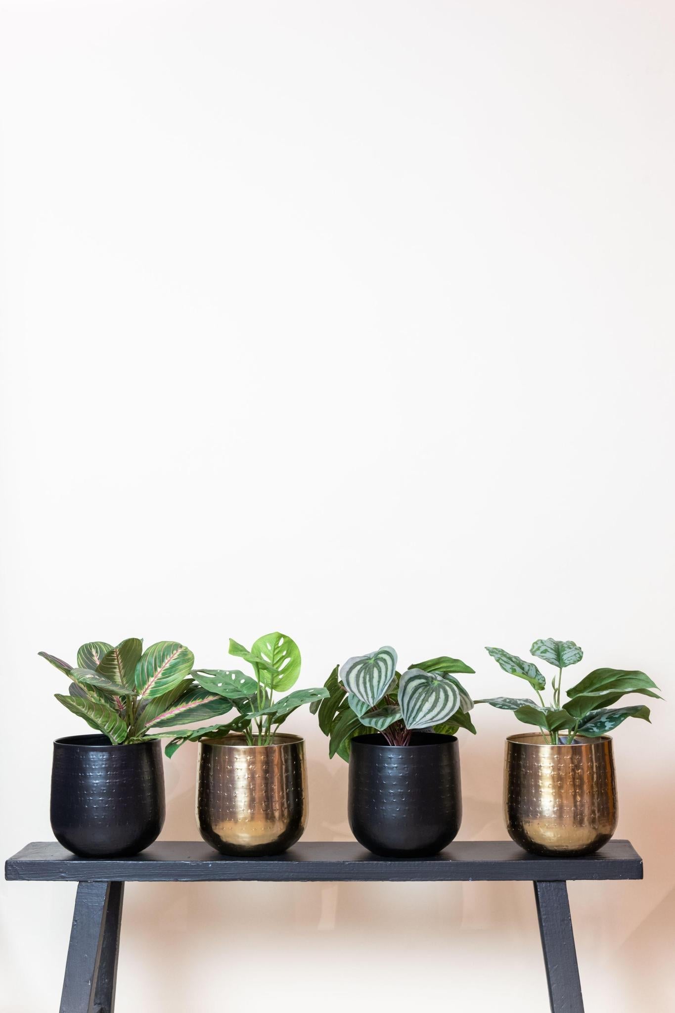 Marantha Artificial decoracion