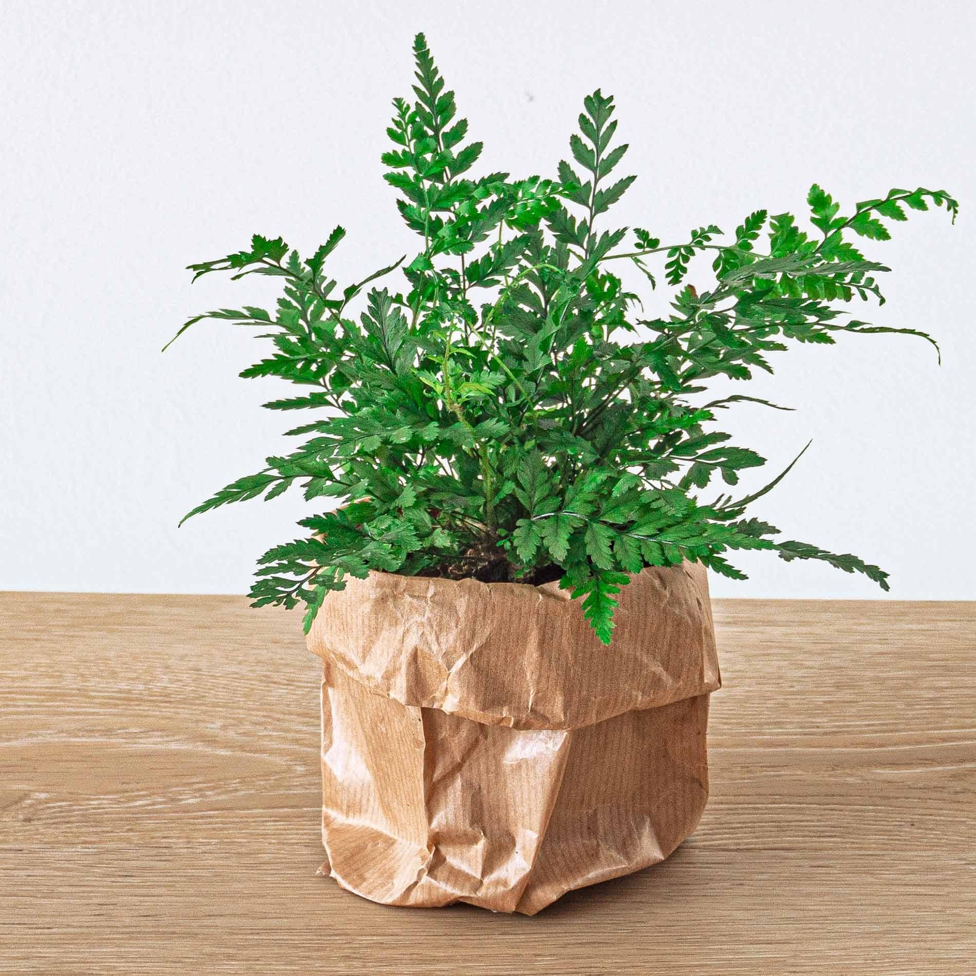 Pack de Plantas para Terrário